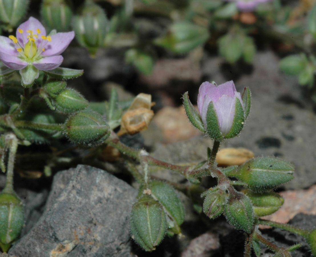 Caryophyllaceae Spergularia 