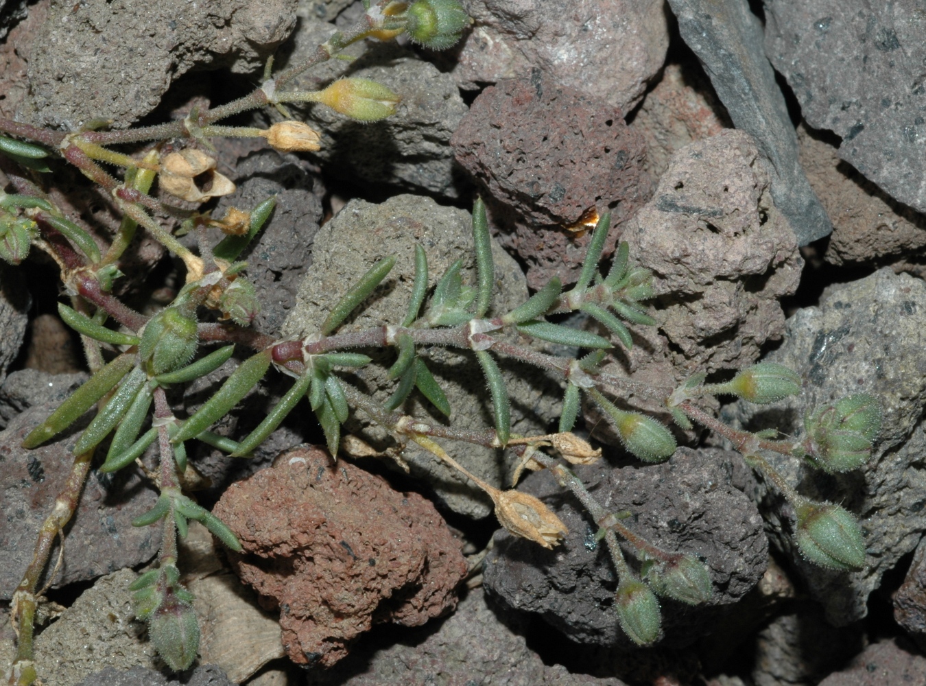 Caryophyllaceae Spergularia 