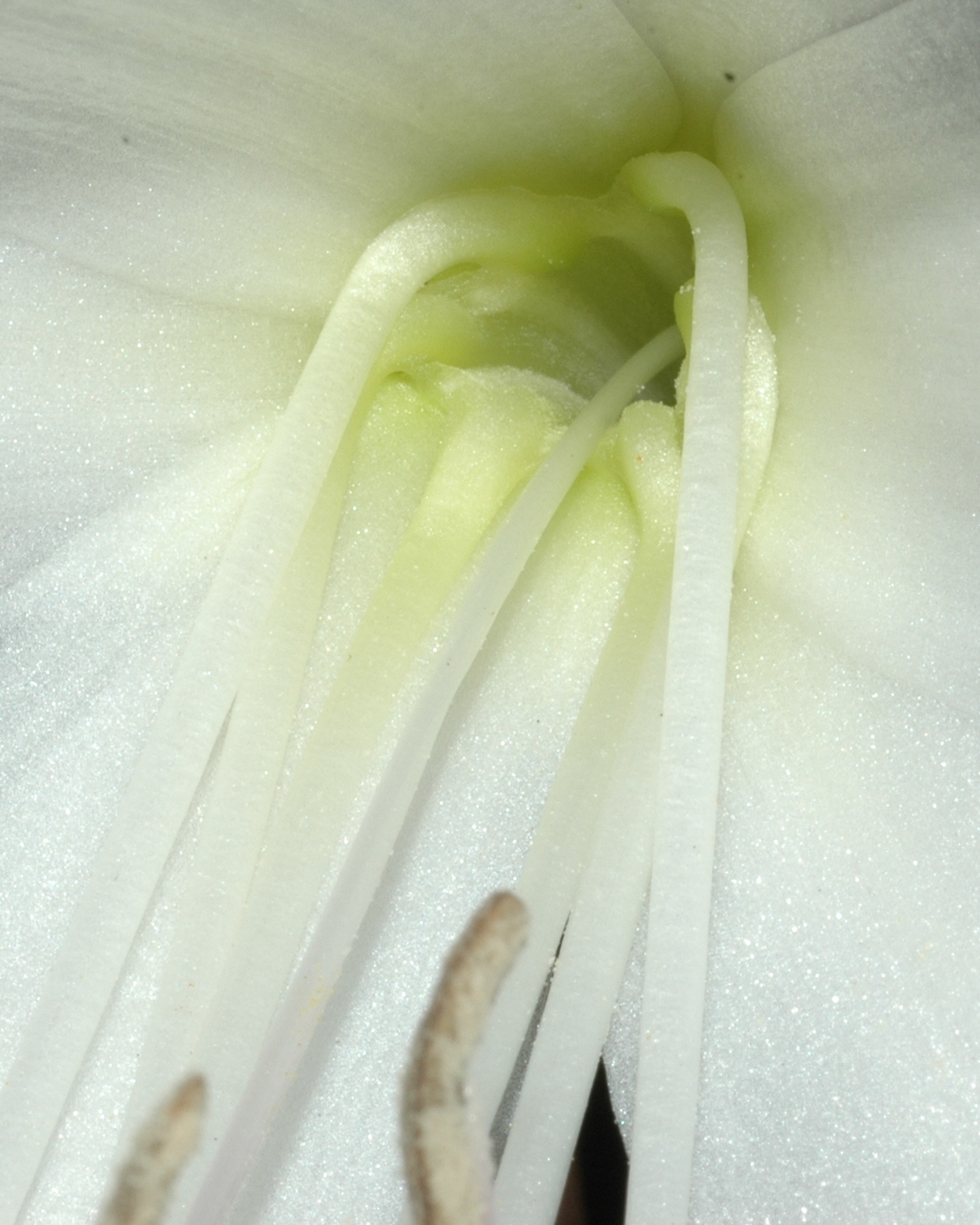 Amaryllidaceae Crinum amabile