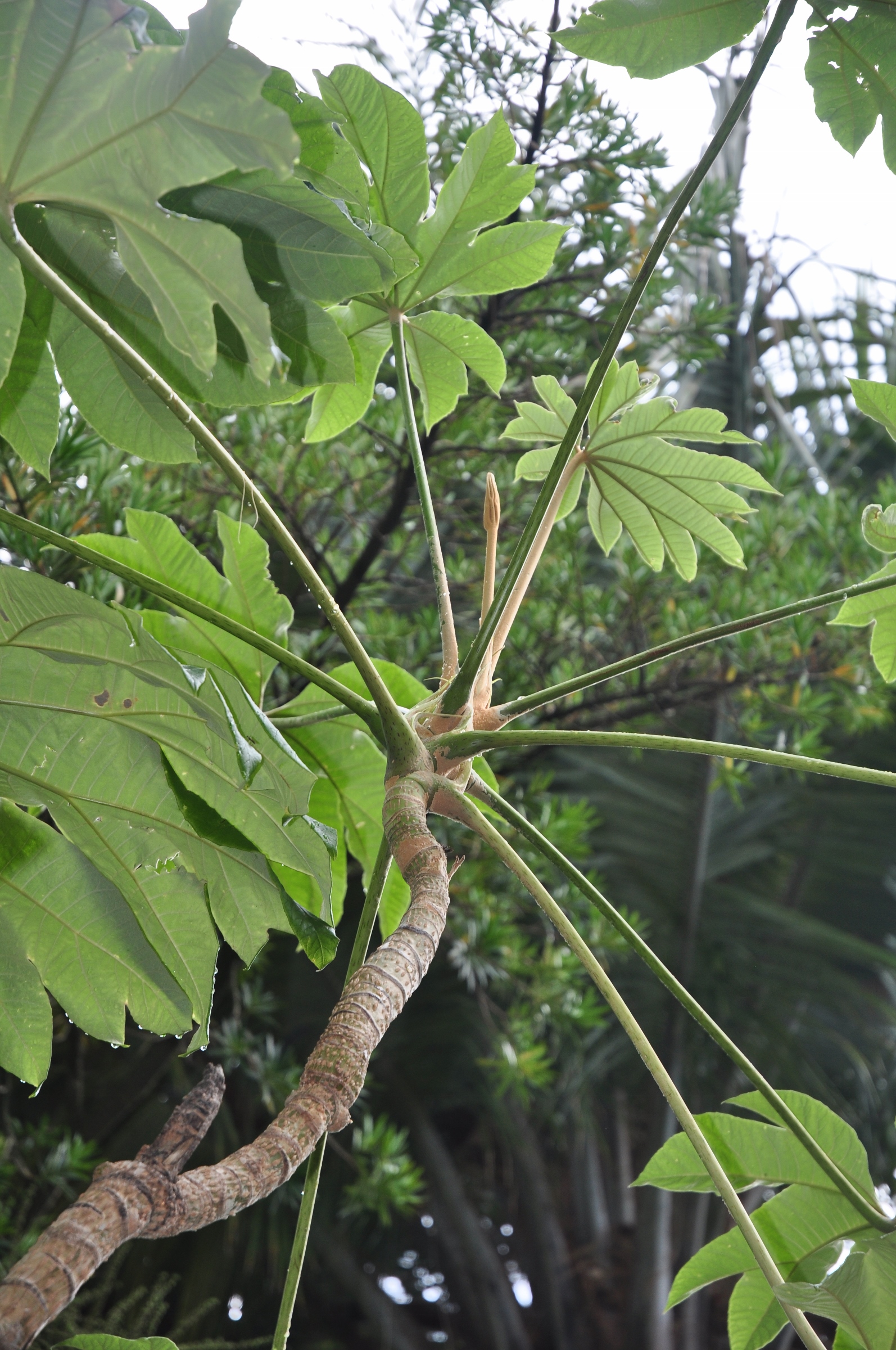 Araliaceae Tetrapanax papyrifer