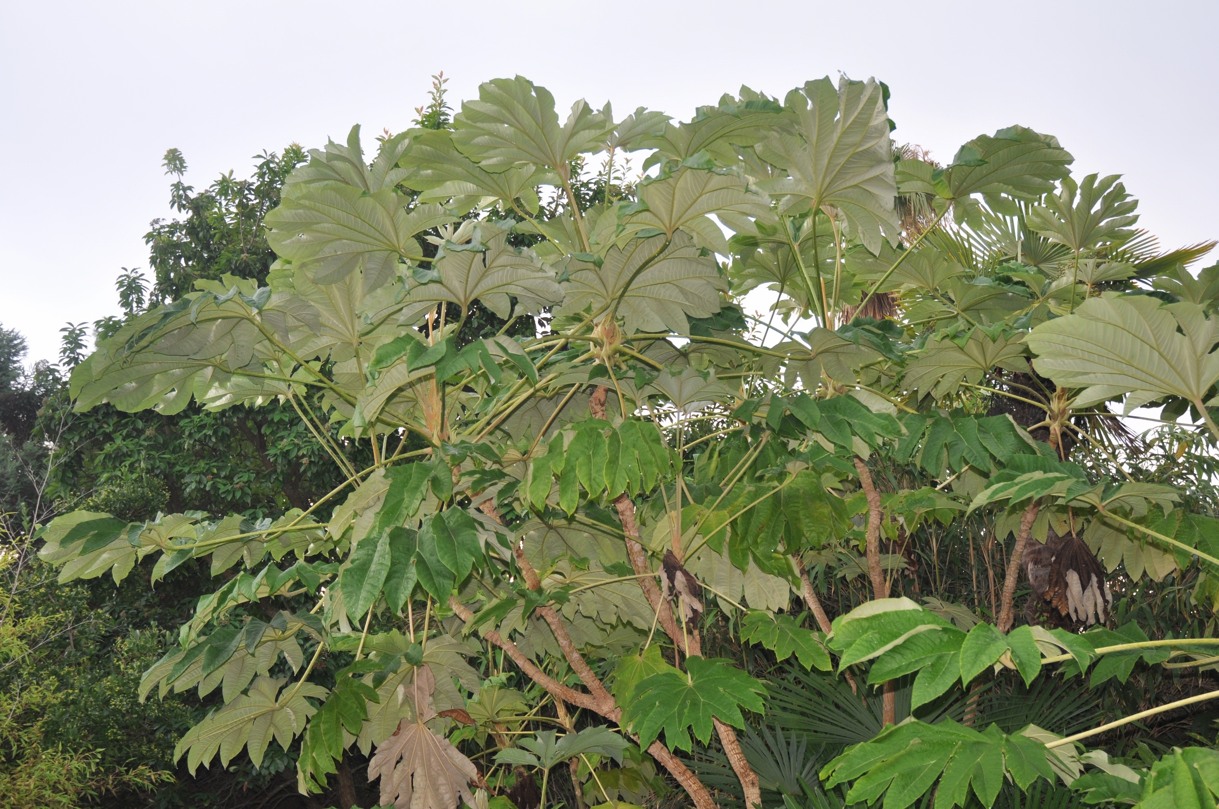 Araliaceae Tetrapanax papyrifer