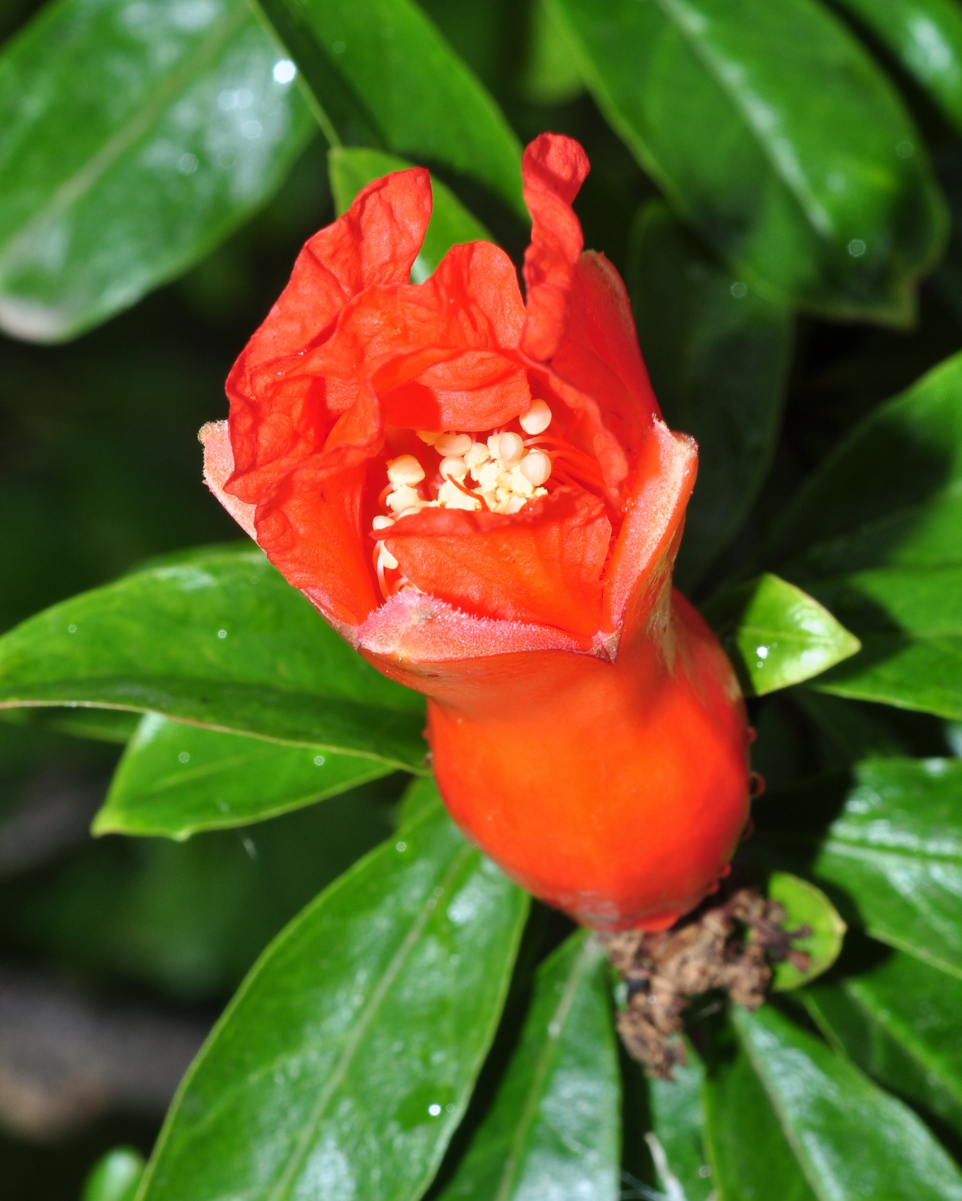 Lythraceae Punica granatum