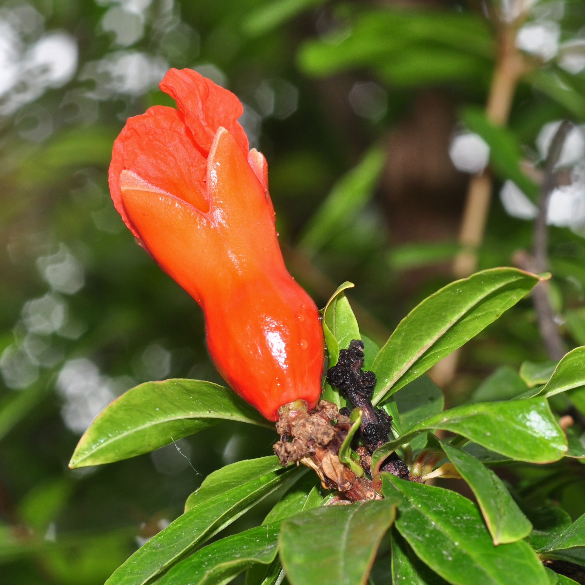 Lythraceae Punica granatum