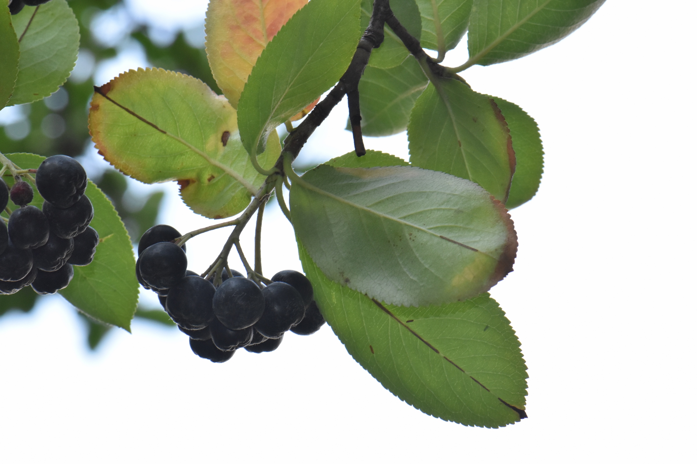Rosaceae Aronia melanocarpa