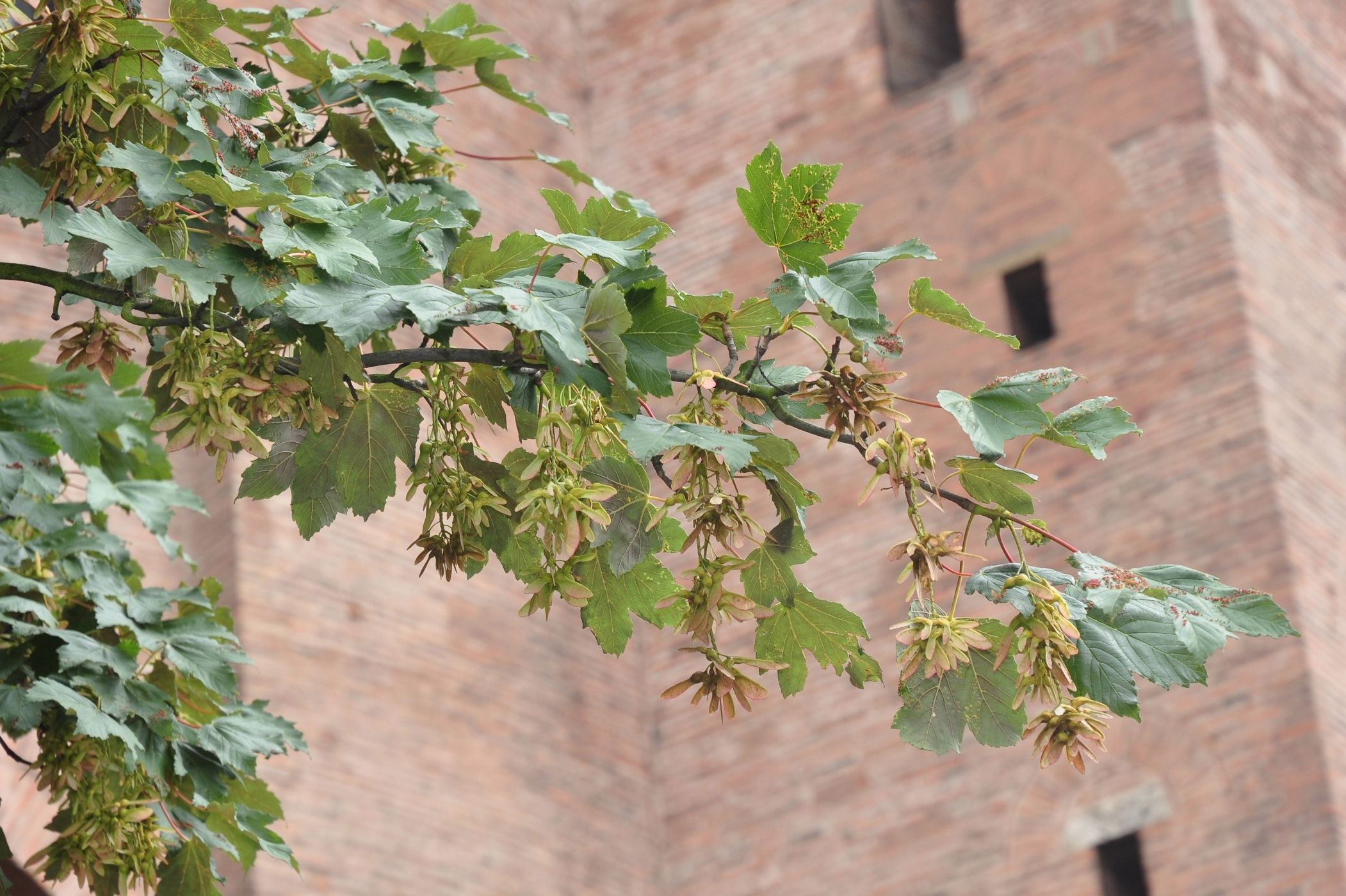 Aceraceae Acer pseudoplatanus