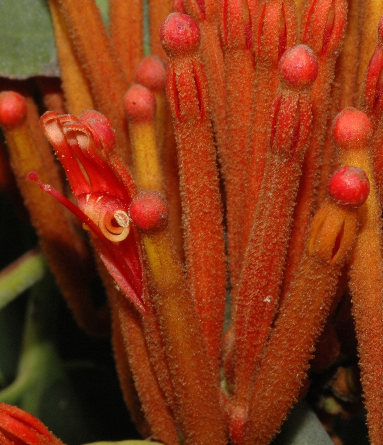 Loranthaceae Phragmanthera usuiensis