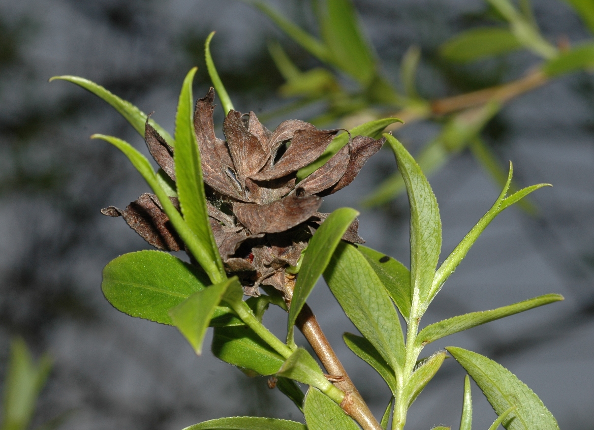 Salicaceae Salix fragilis