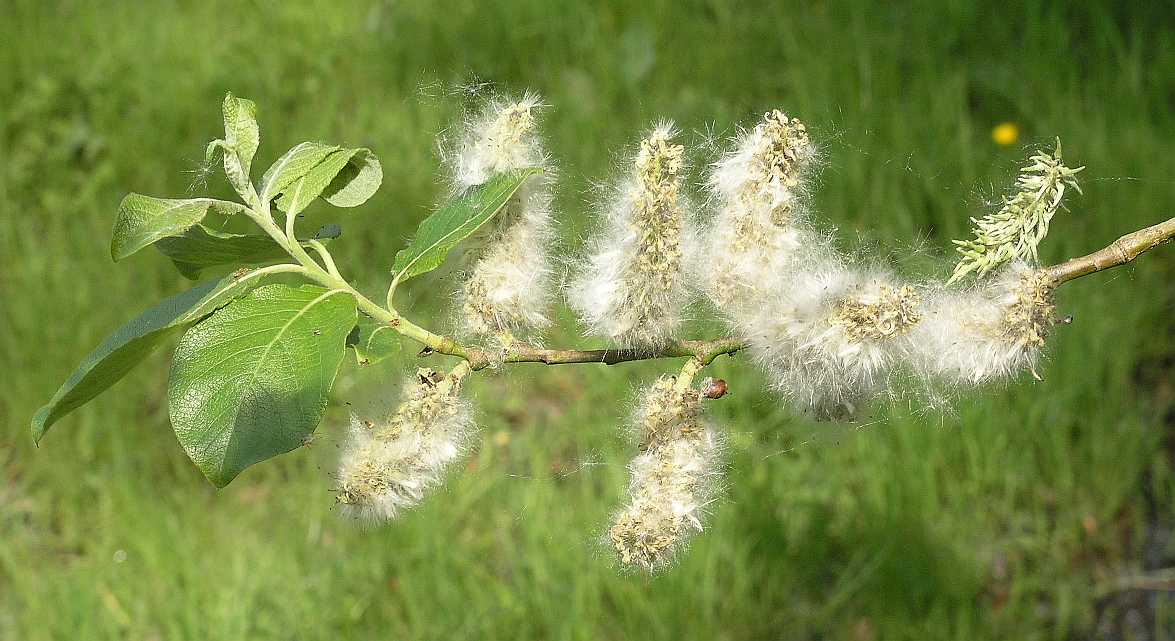 Salicaceae Salix caprea