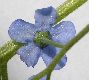 image of Brunnera macrophylla