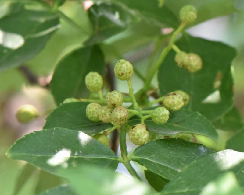 Rutaceae Zanthoxylum alatum