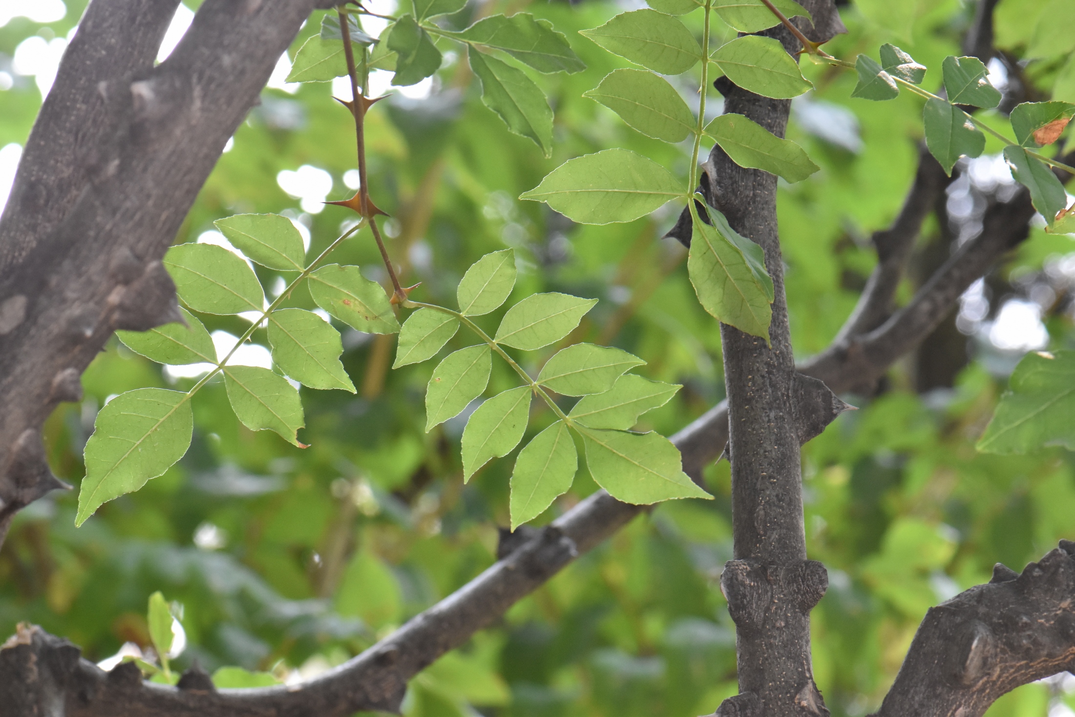 Rutaceae Zanthoxylum alatum