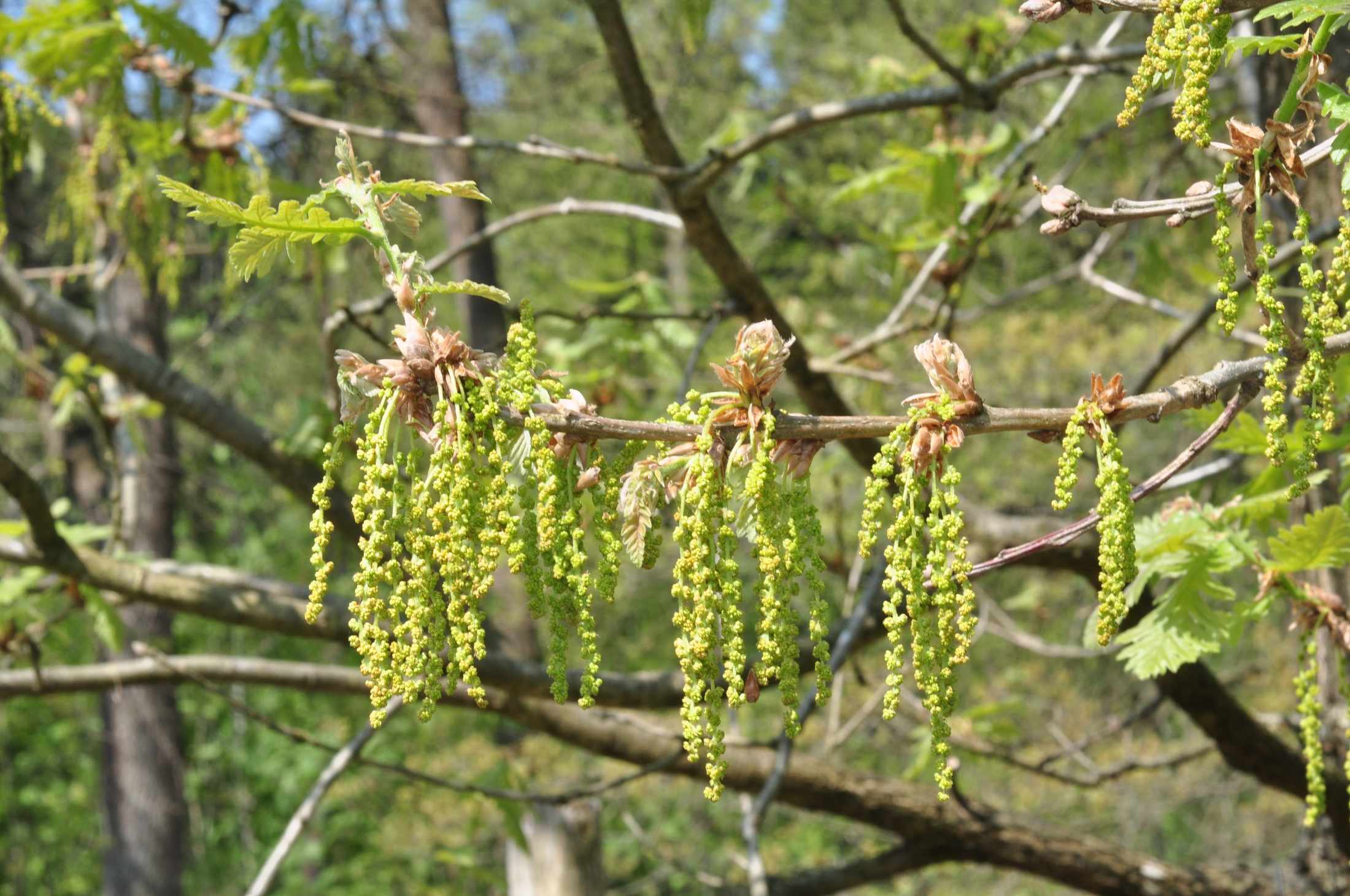 Fagaceae Quercus libani