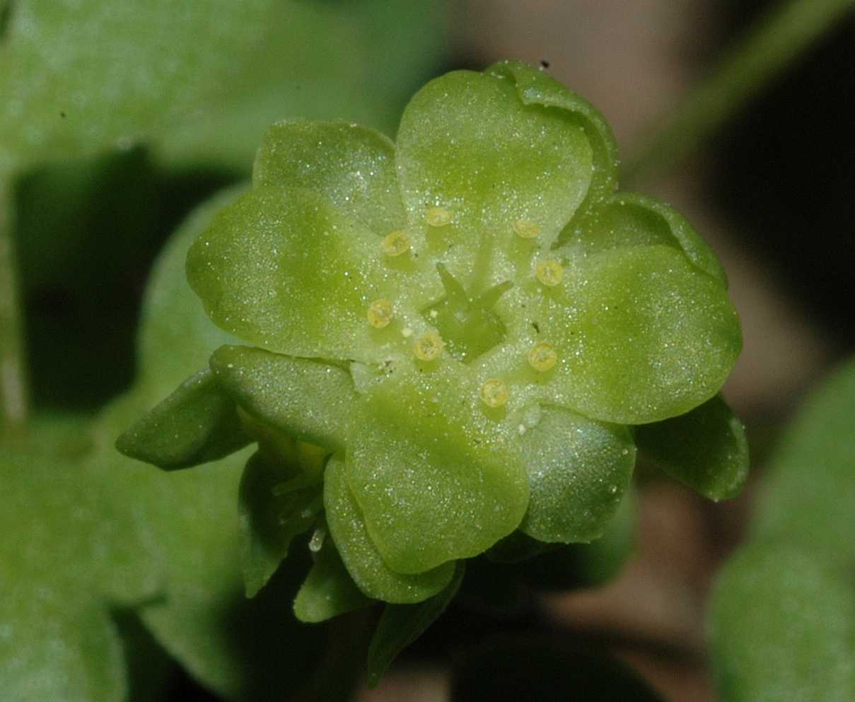 Adoxaceae Adoxa moschatellina