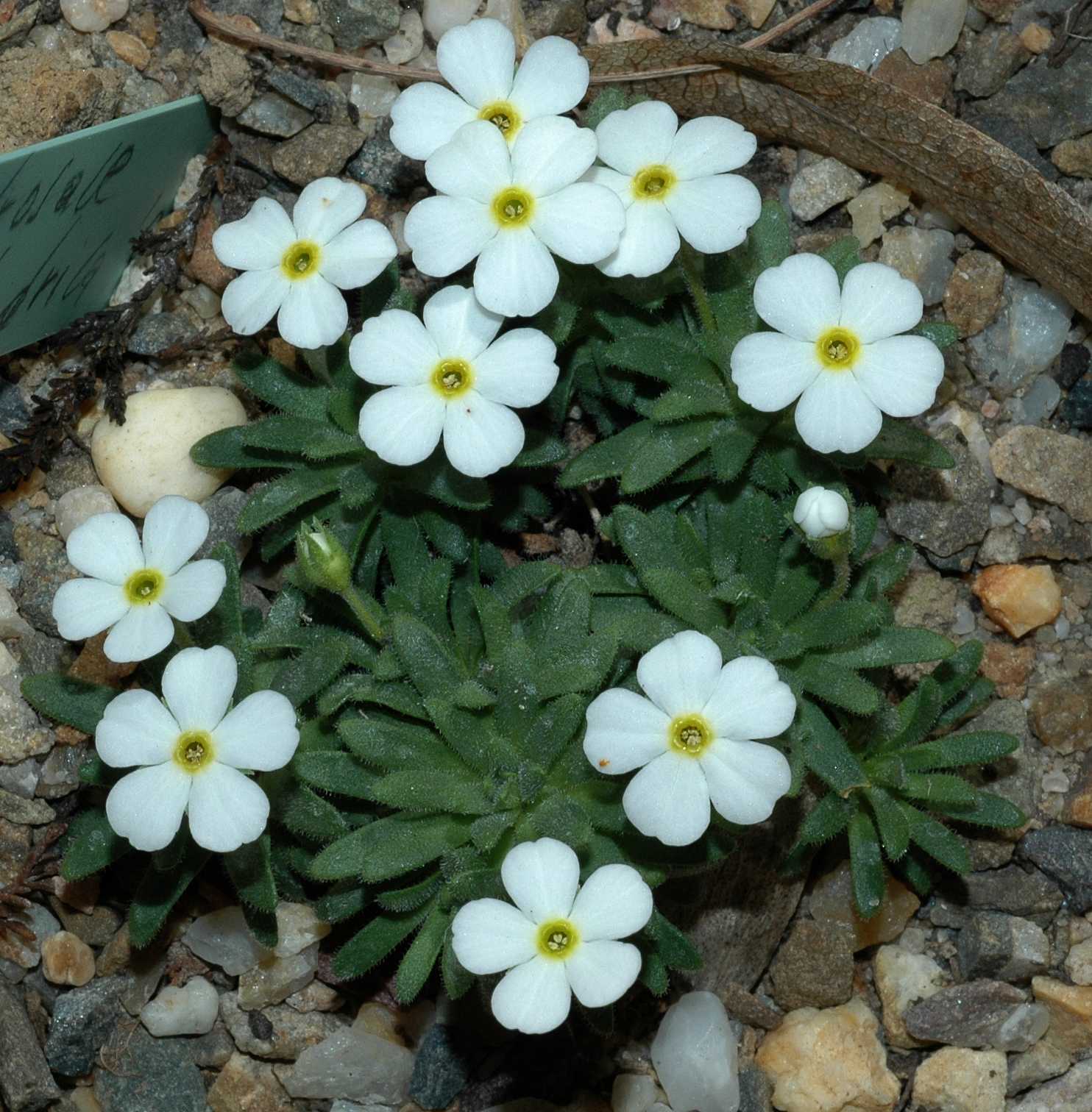 Primulaceae Androsace cylindrica