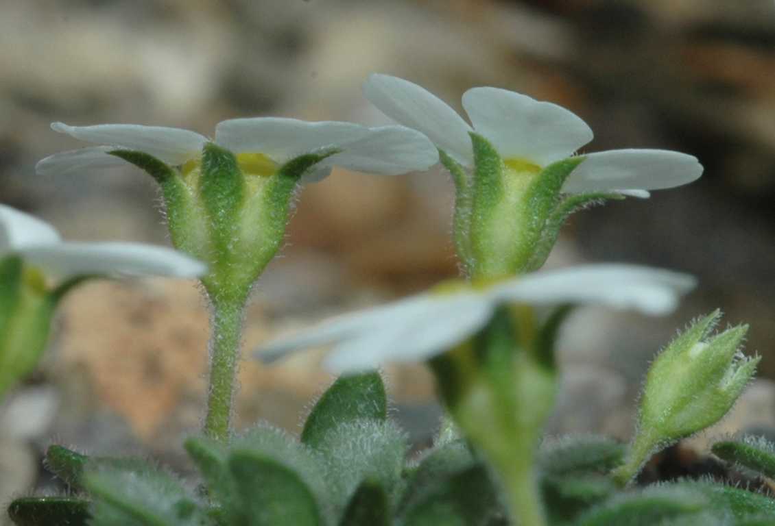 Primulaceae Androsace cylindrica