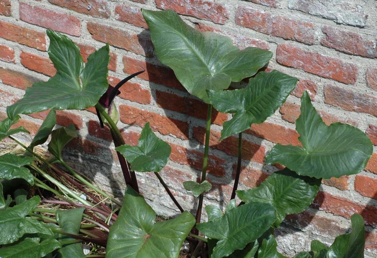 Araceae Arum palaestinum