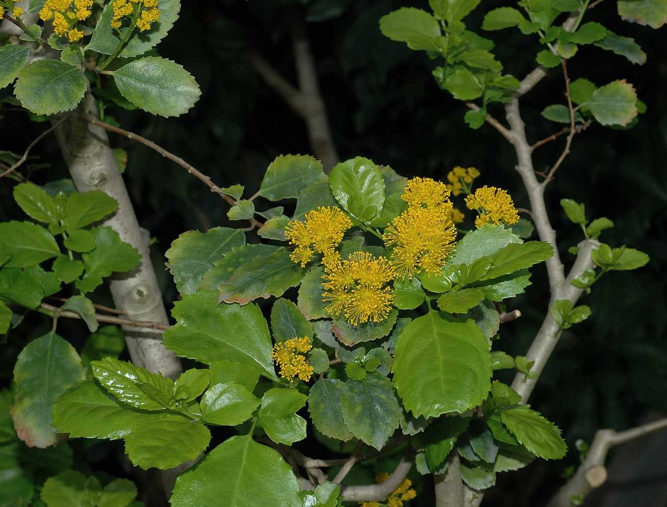 Salicaceae Azara serrata