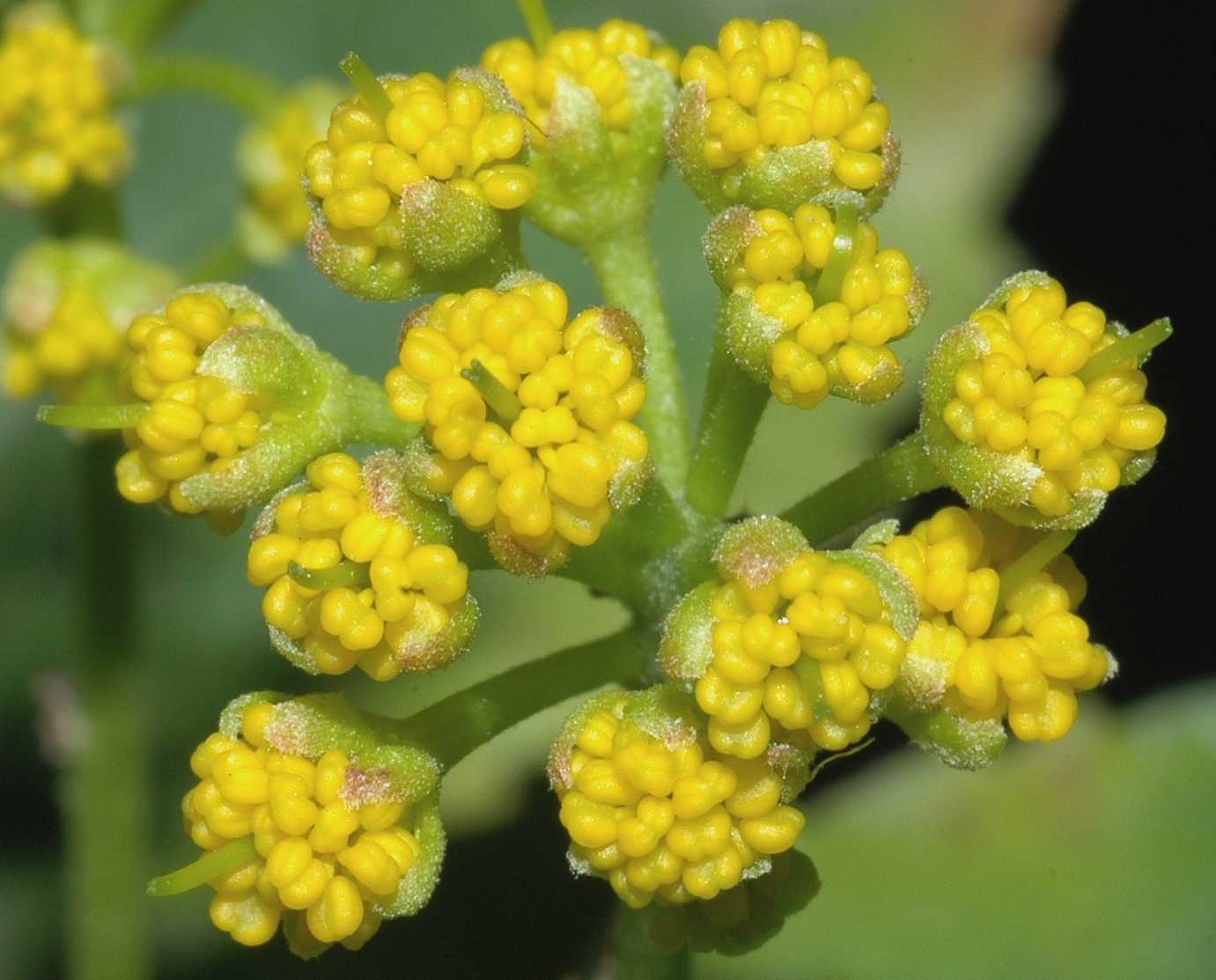 Salicaceae Azara serrata