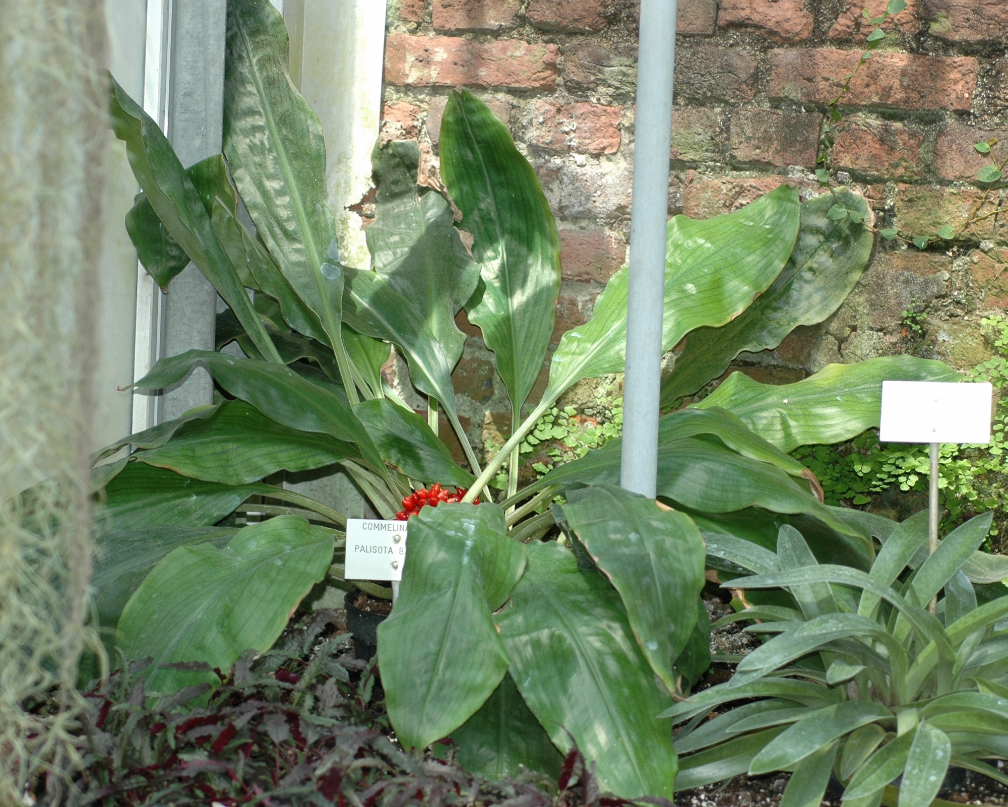 Commelinaceae Palisota barteri