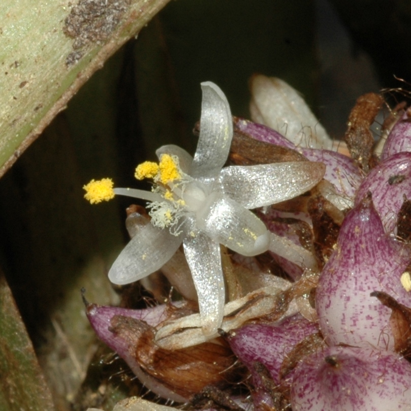 Commelinaceae Palisota barteri