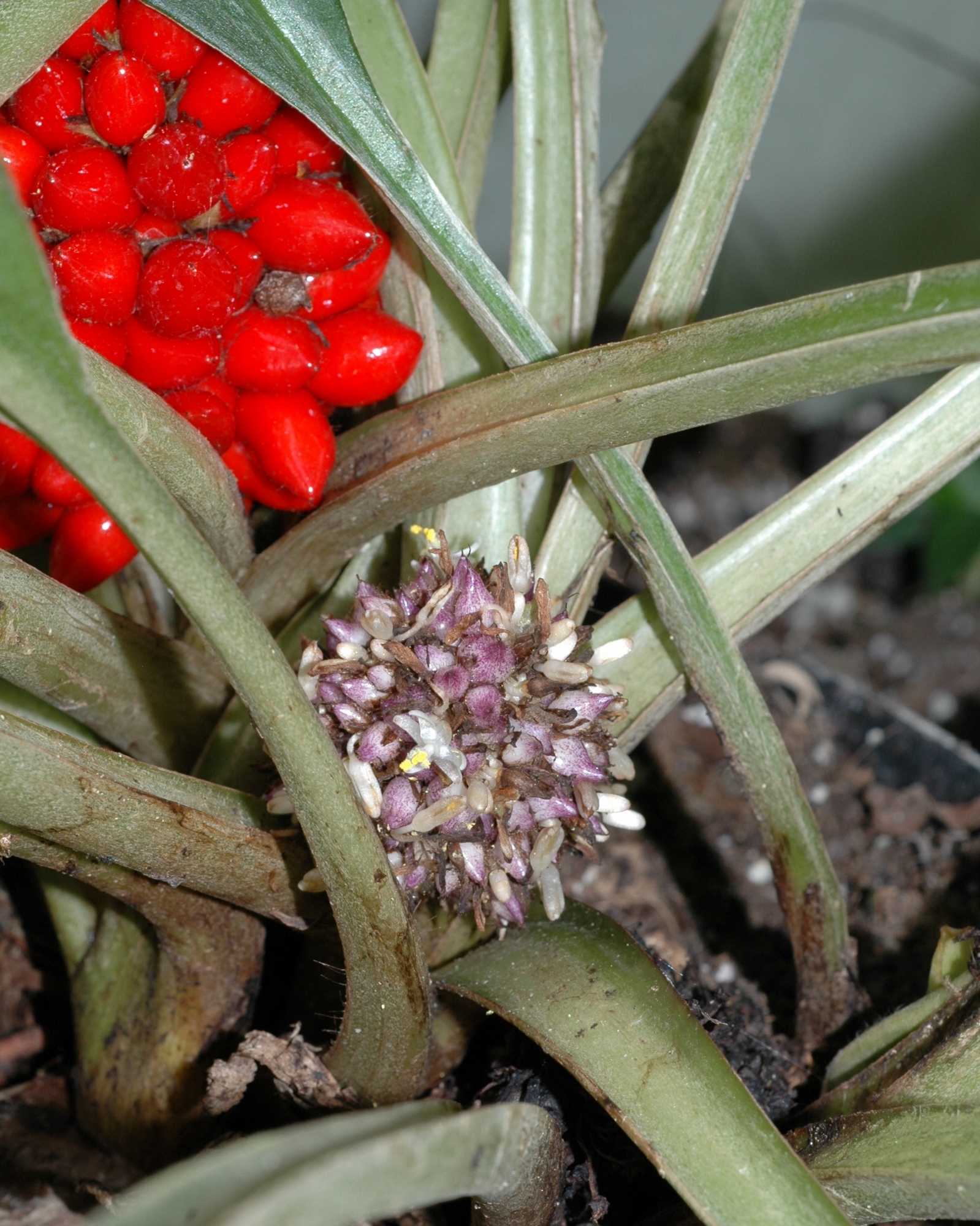 Commelinaceae Palisota barteri