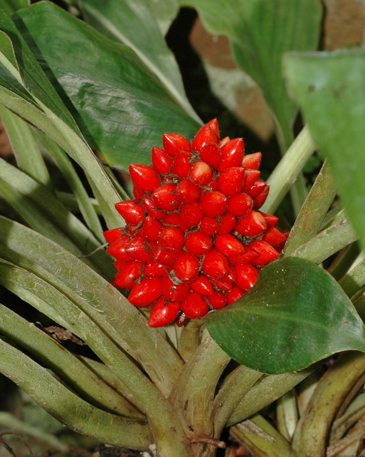 Commelinaceae Palisota barteri