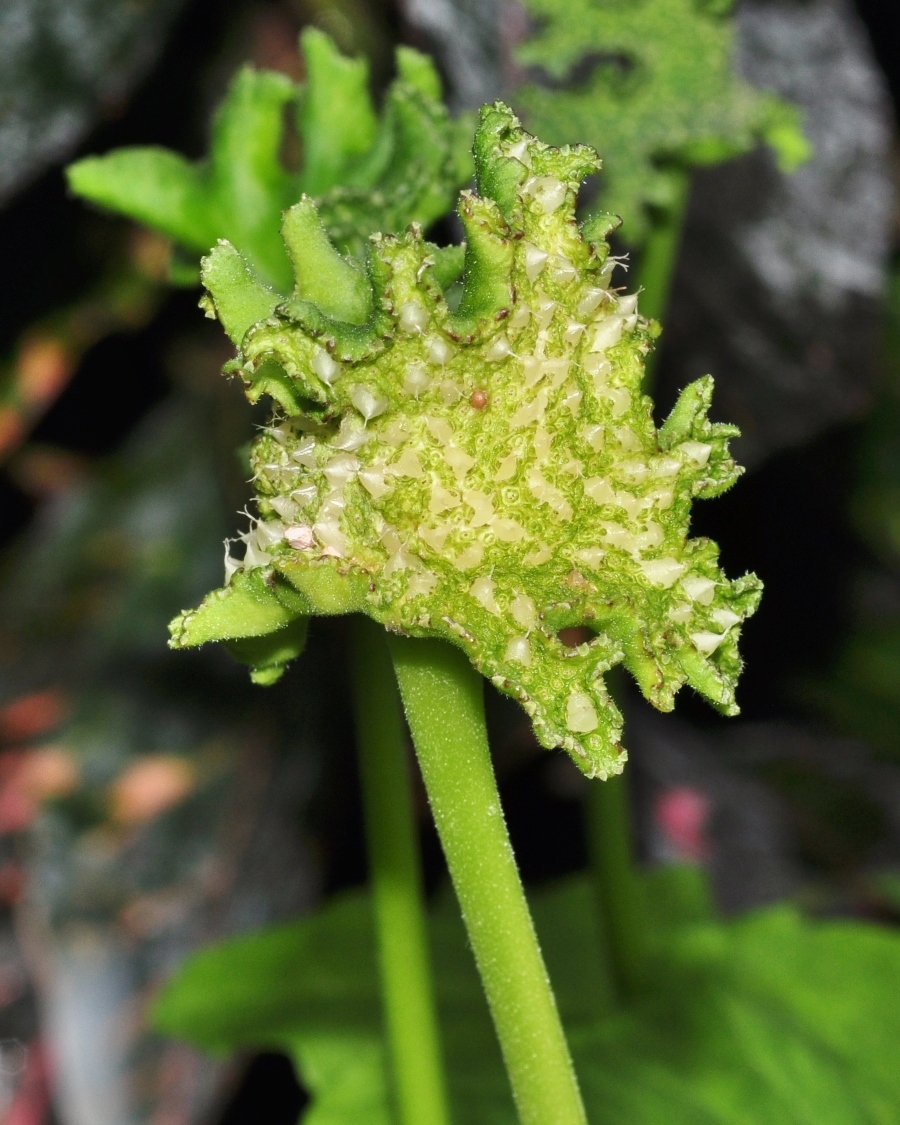 Moraceae Dorstenia contrajerva