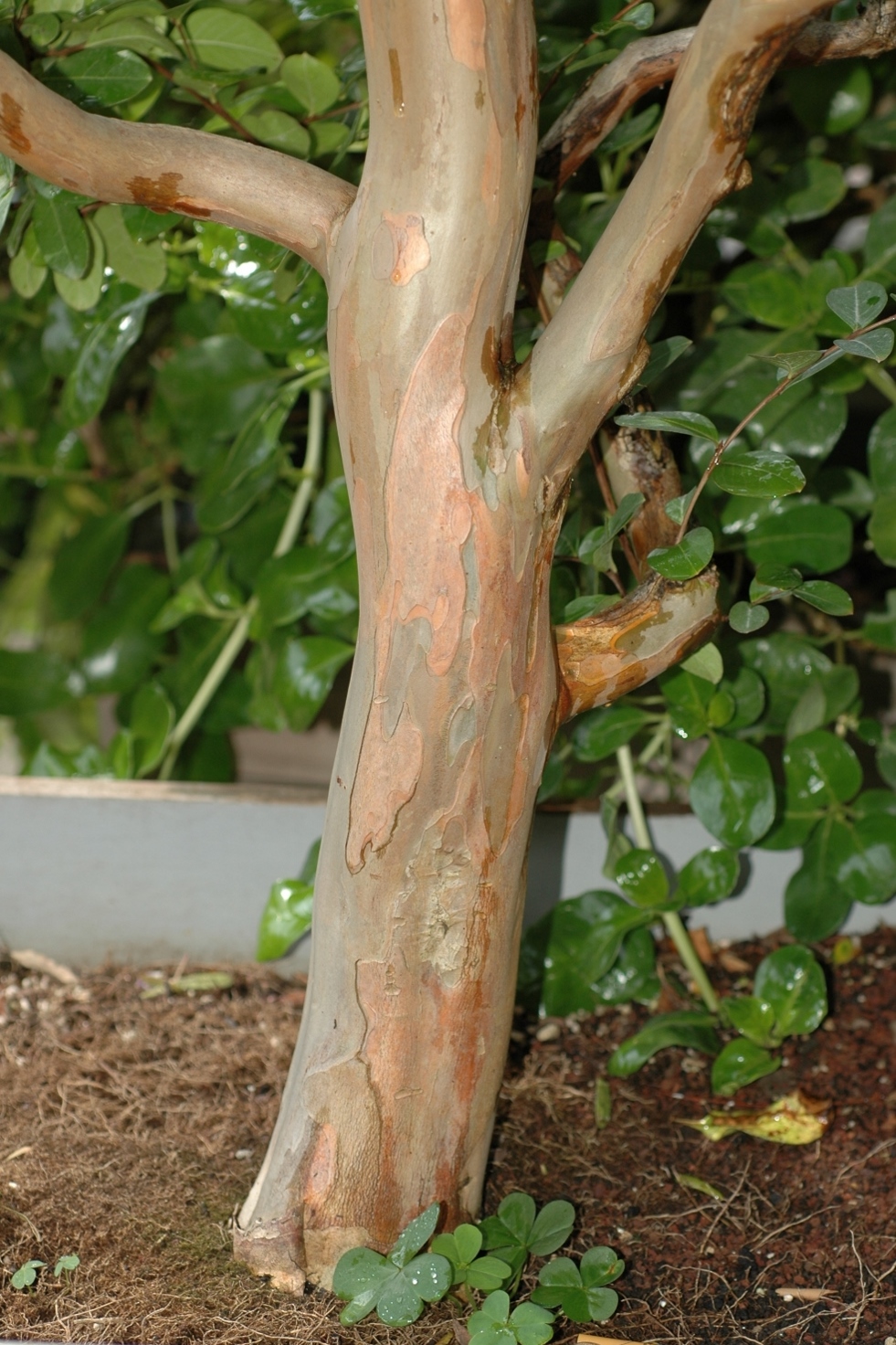 Lythraceae Lagerstroemia indica