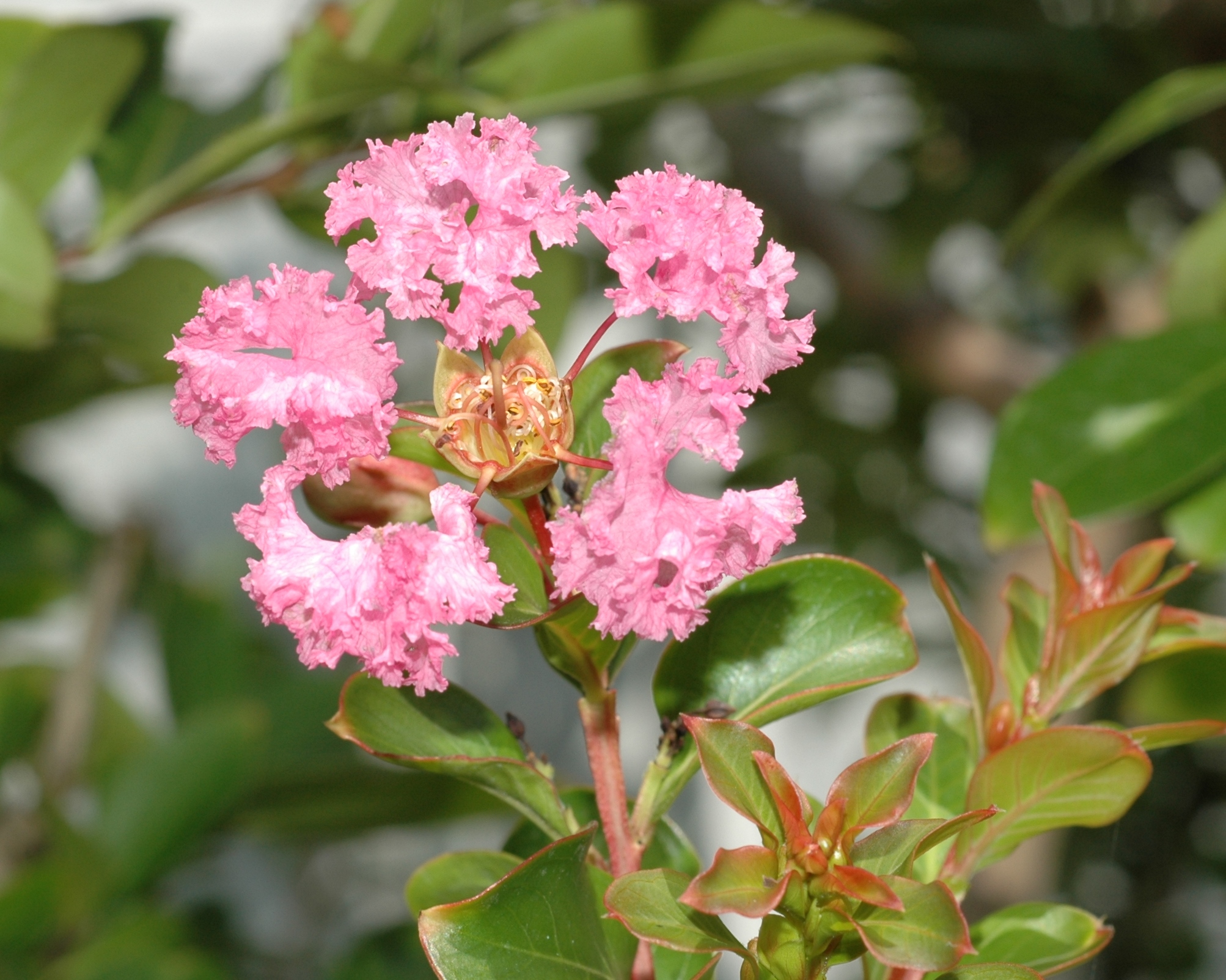 Lythraceae Lagerstroemia indica