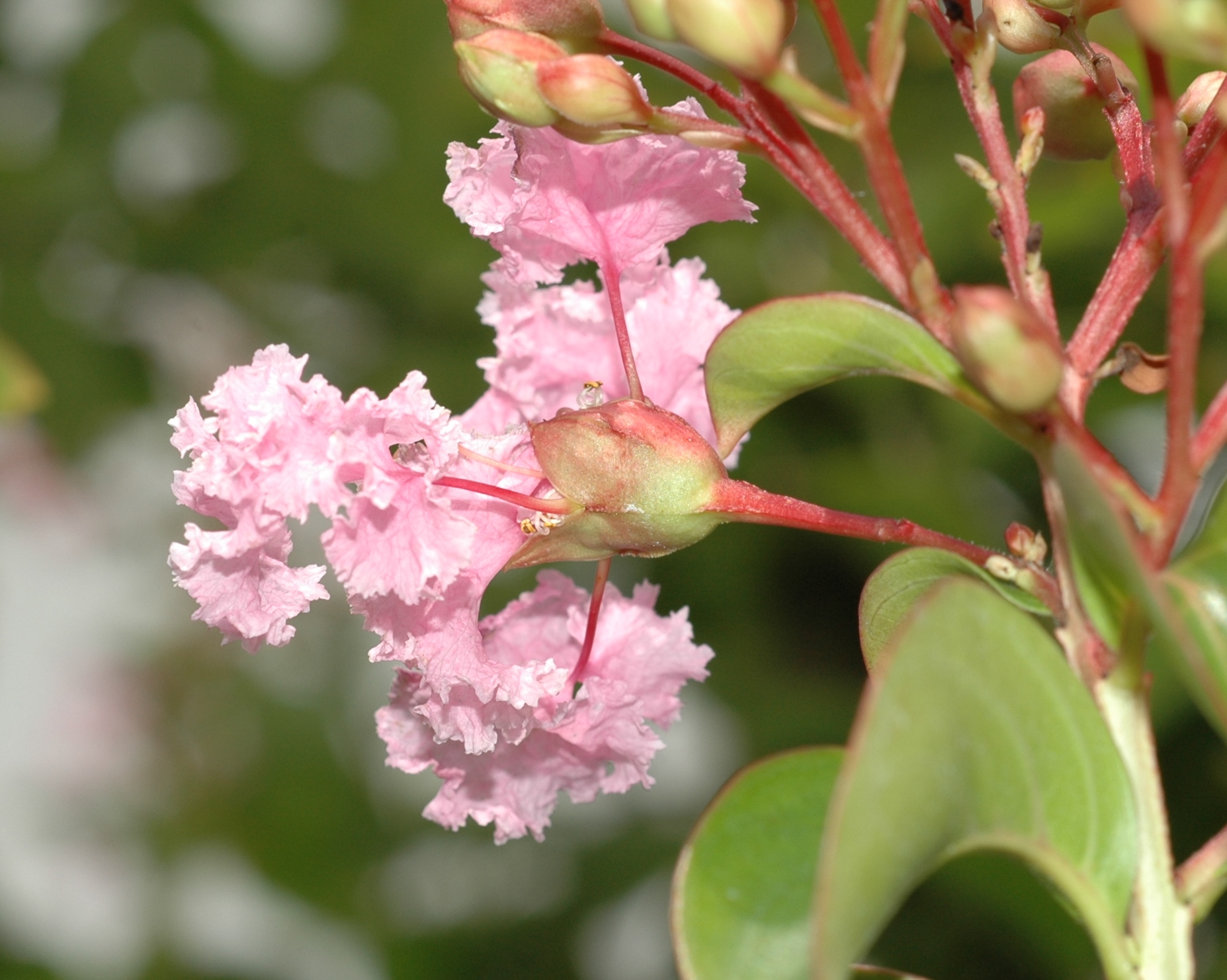 Lythraceae Lagerstroemia indica