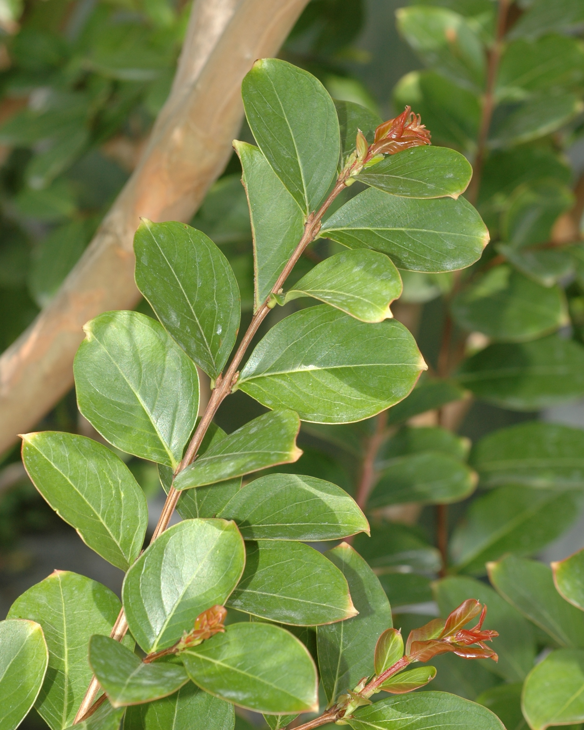 Lythraceae Lagerstroemia indica