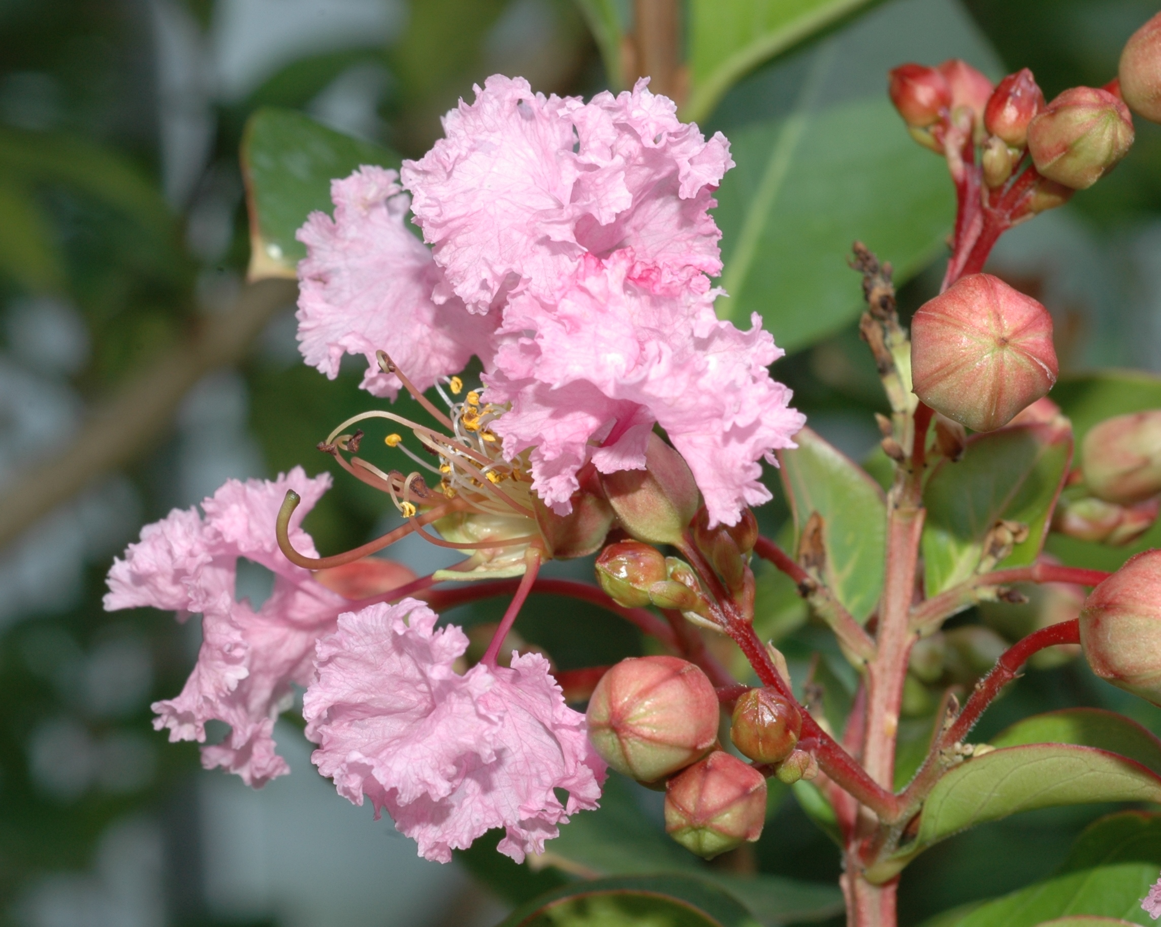 Lythraceae Lagerstroemia indica