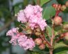 image of Lagerstroemia indica