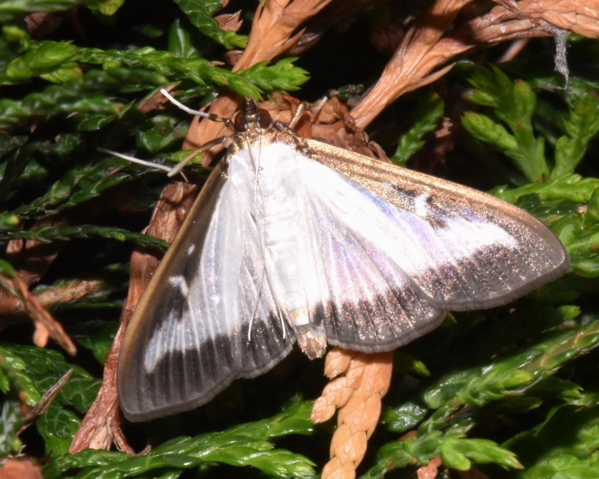 Crambidae Cydalima perspectalis