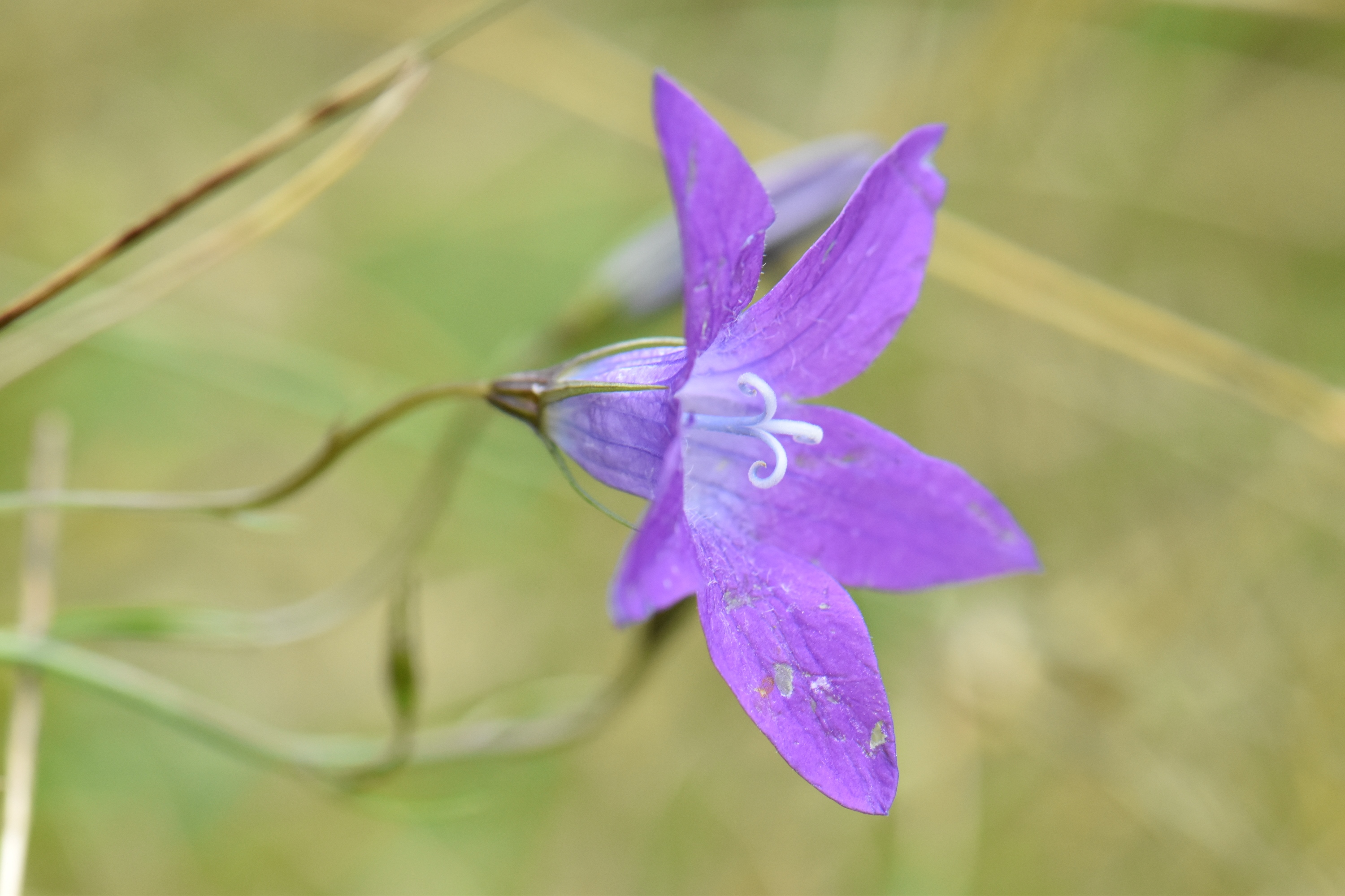 Campanulaceae Campanula 
