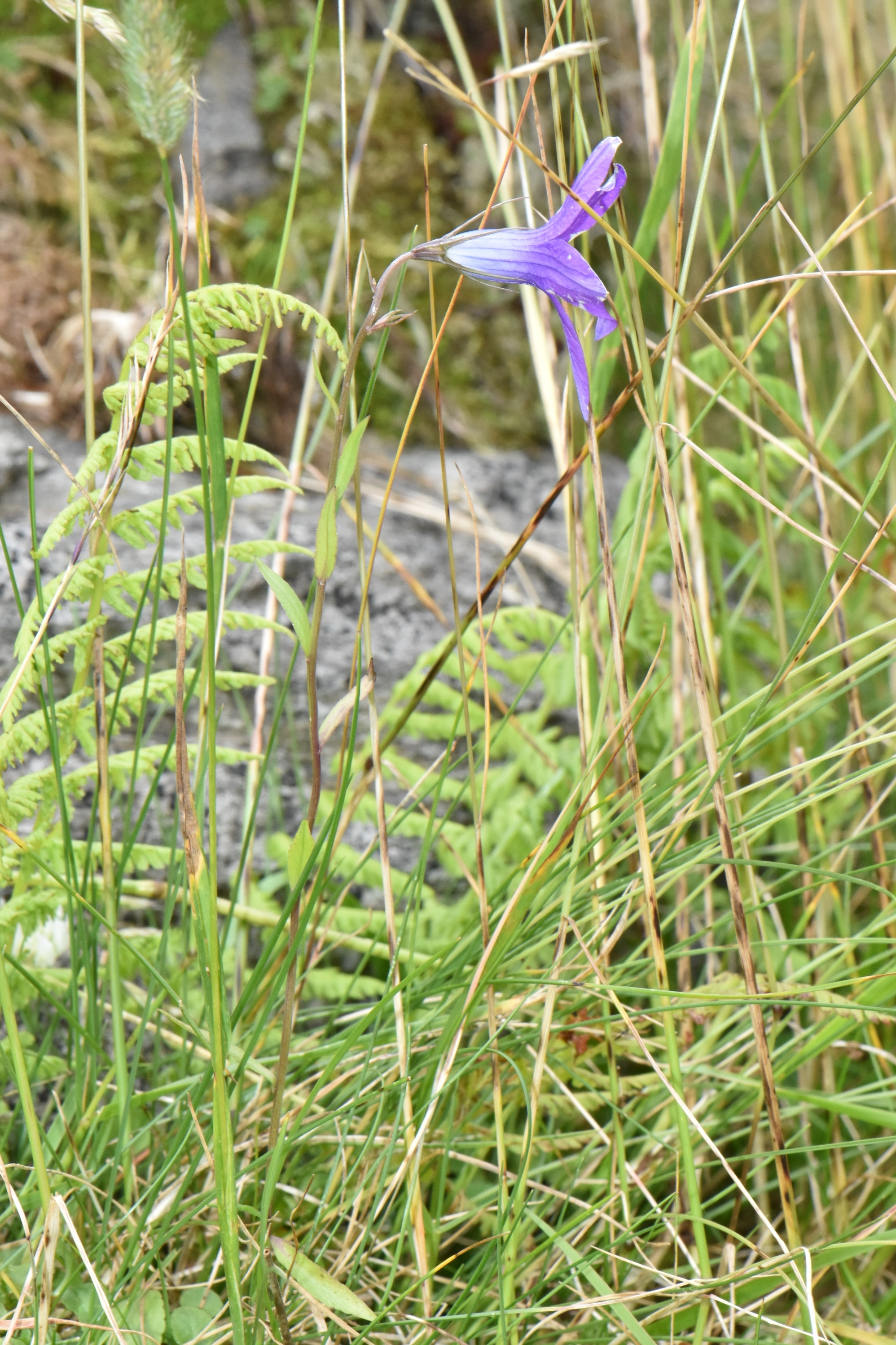 Campanulaceae Campanula 
