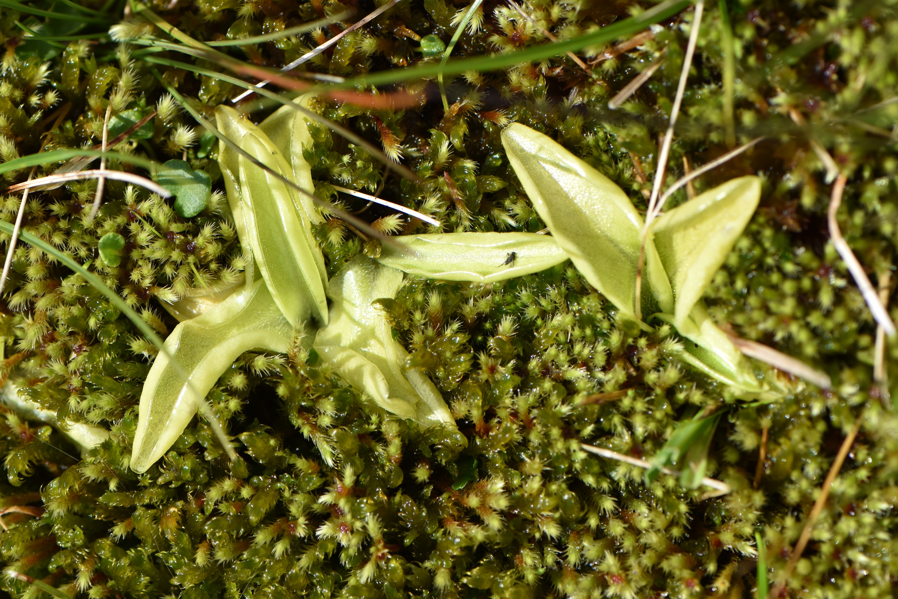 Lentibulariaceae Pinguicula 