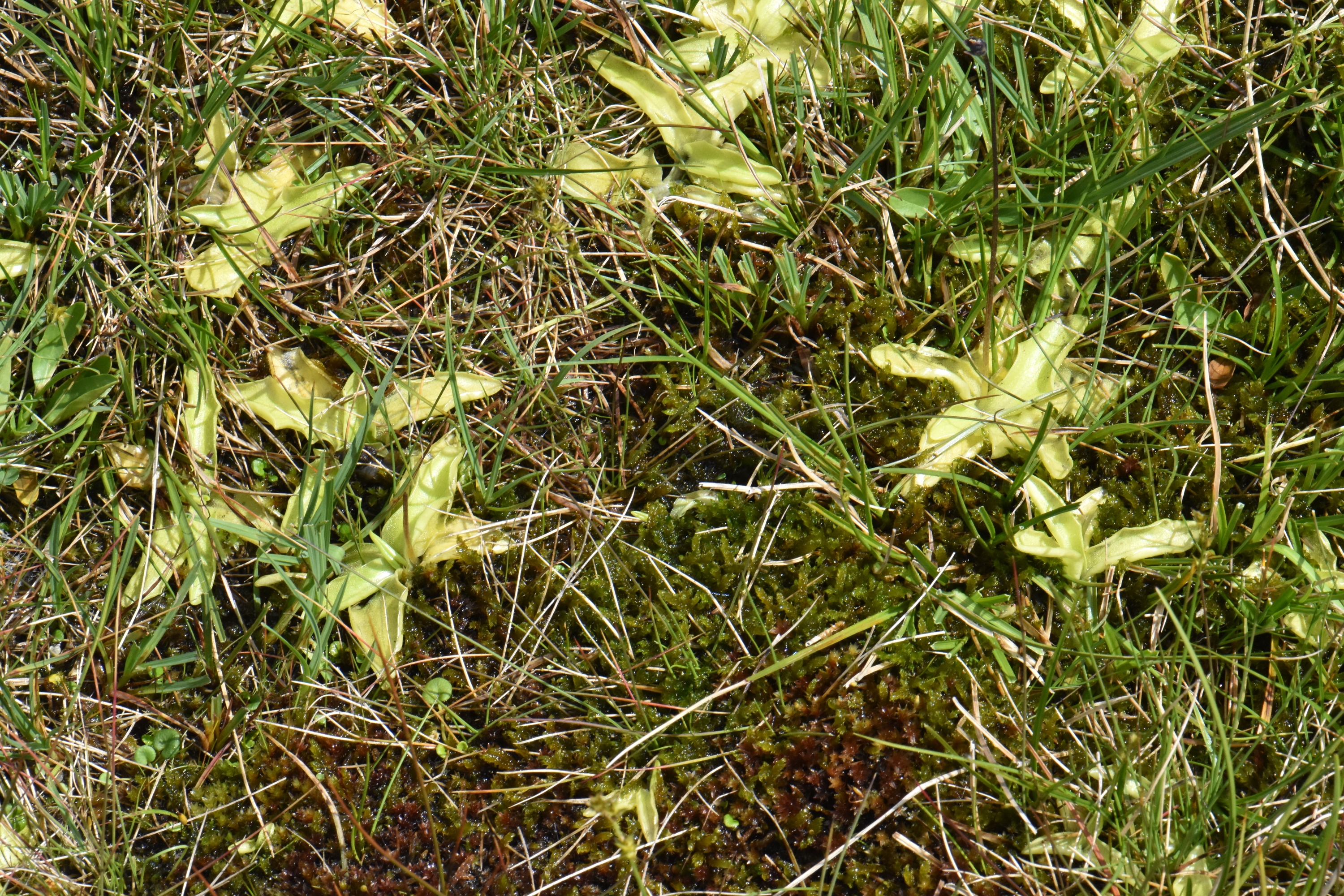 Lentibulariaceae Pinguicula 