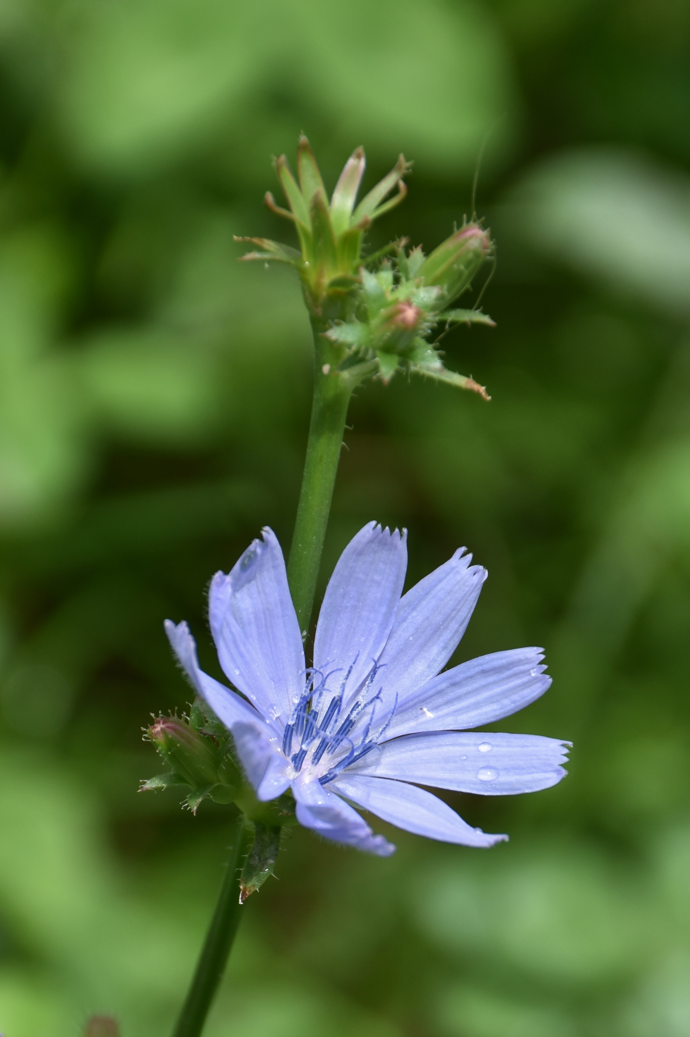 Asteraceae Cichorium intybus