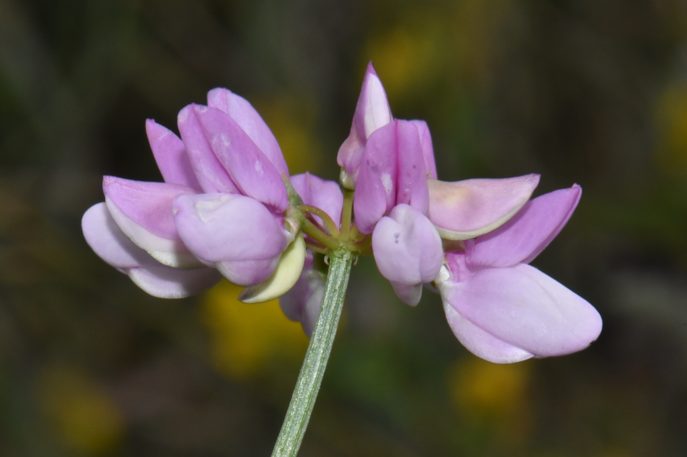 Fabaceae Coronilla 