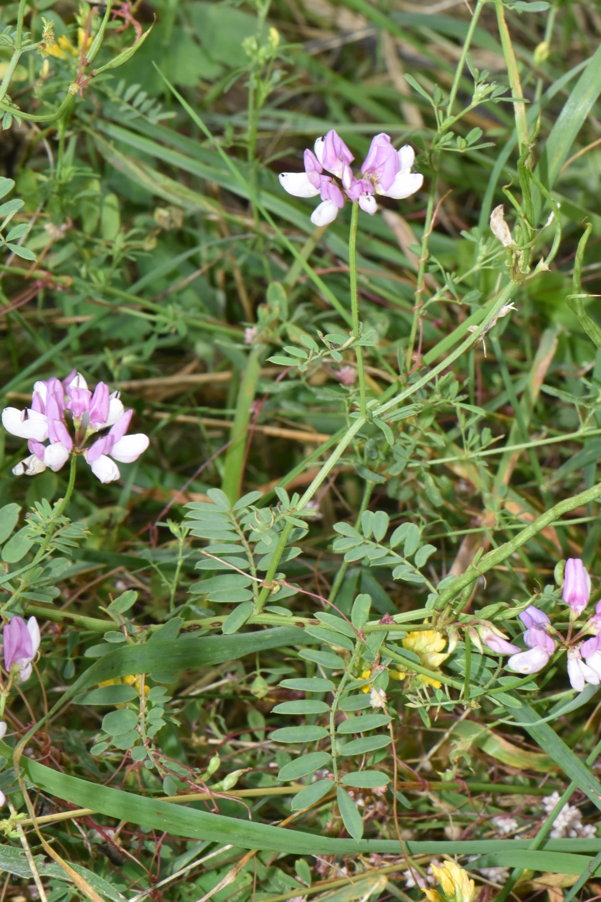 Fabaceae Coronilla 