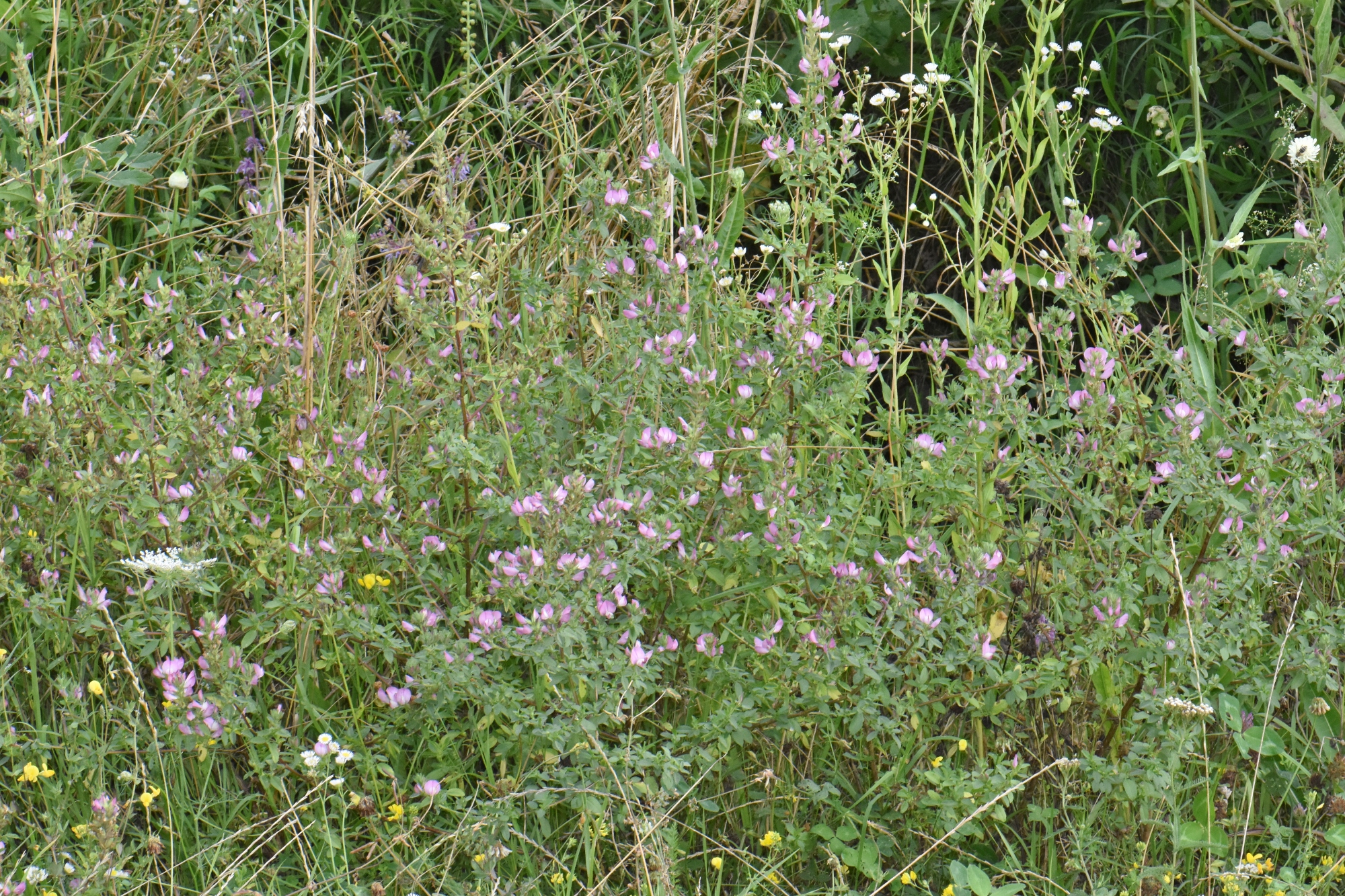 Fabaceae Ononis 