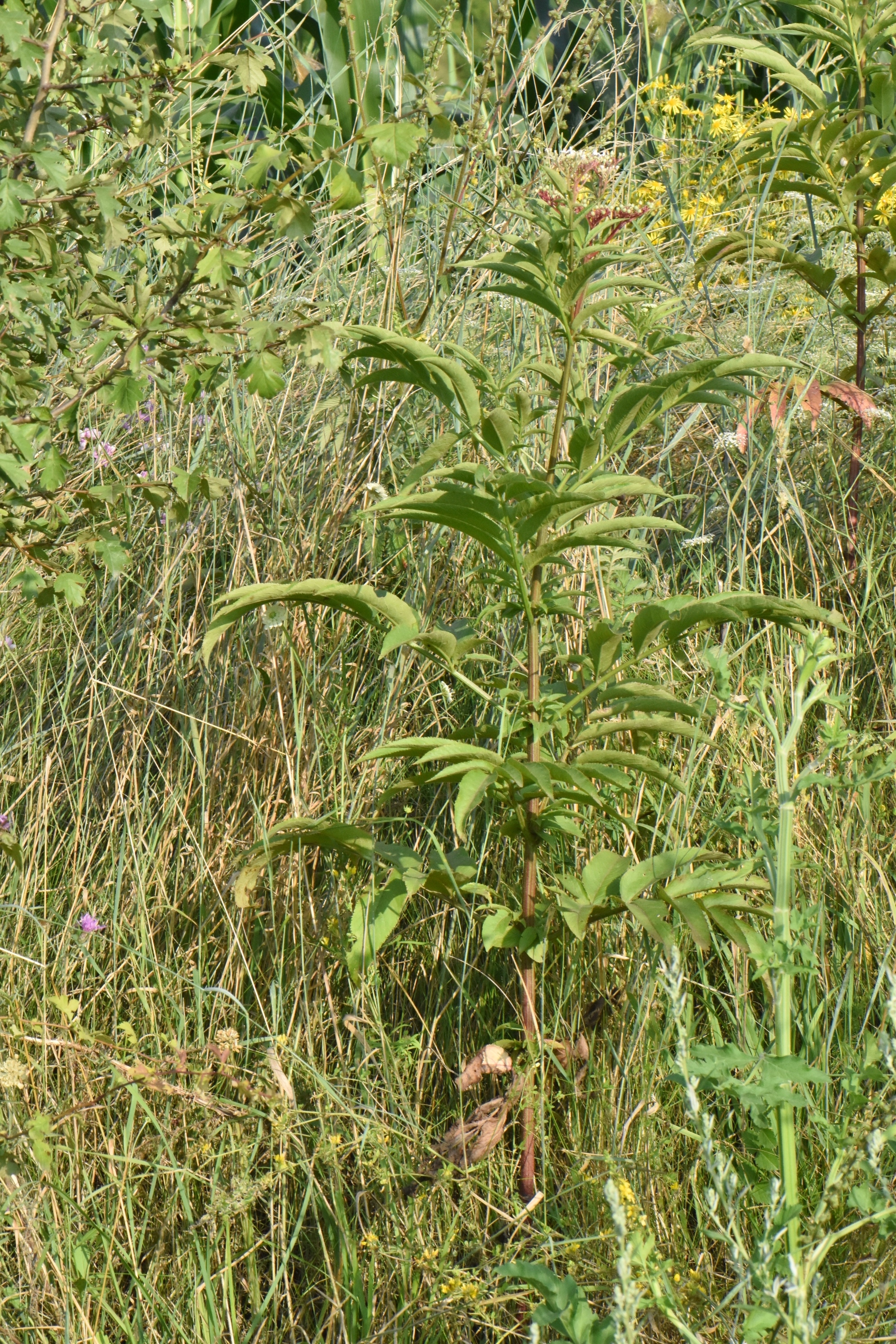 Adoxaceae Sambucus ebulus