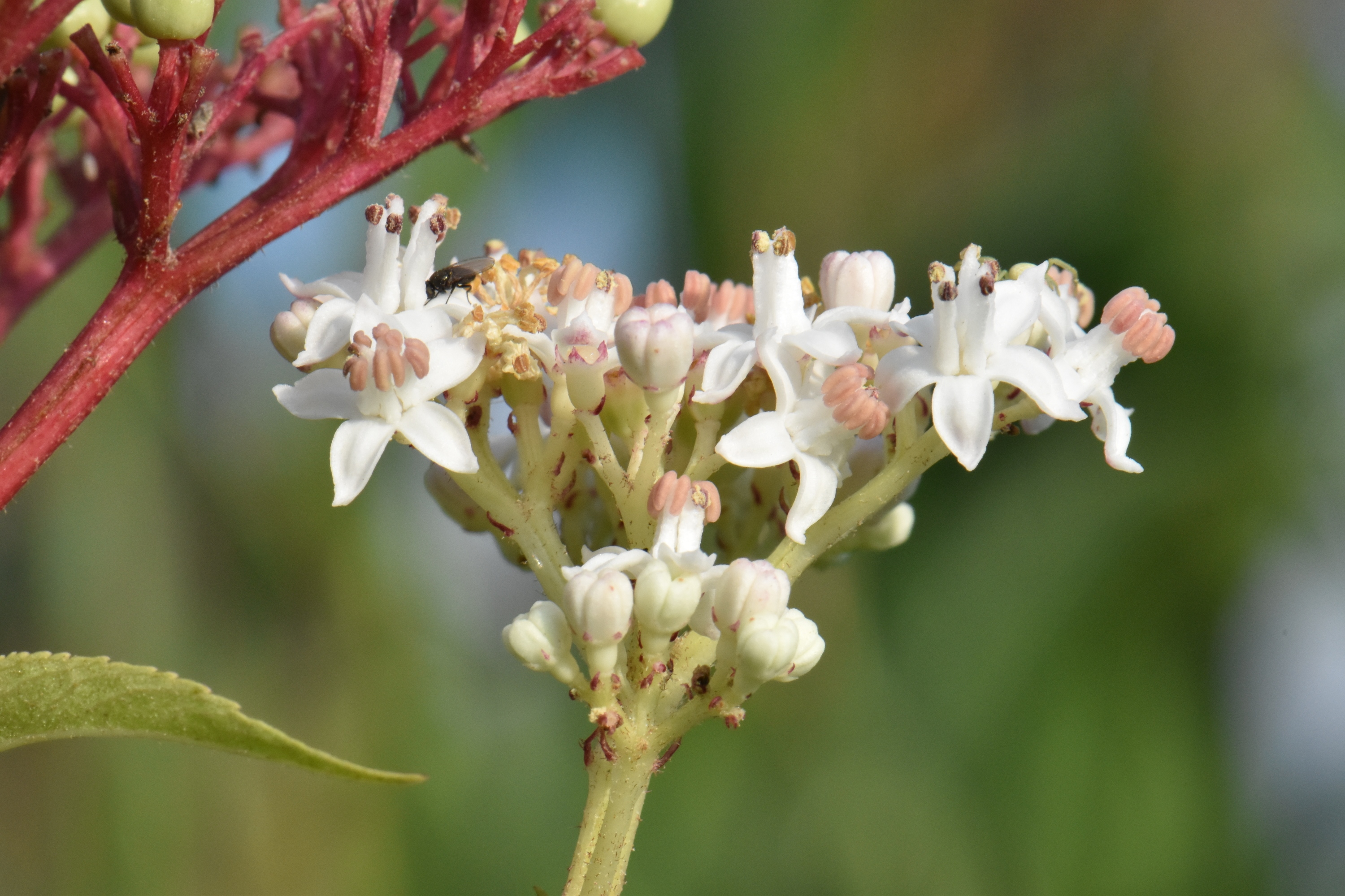 Adoxaceae Sambucus ebulus