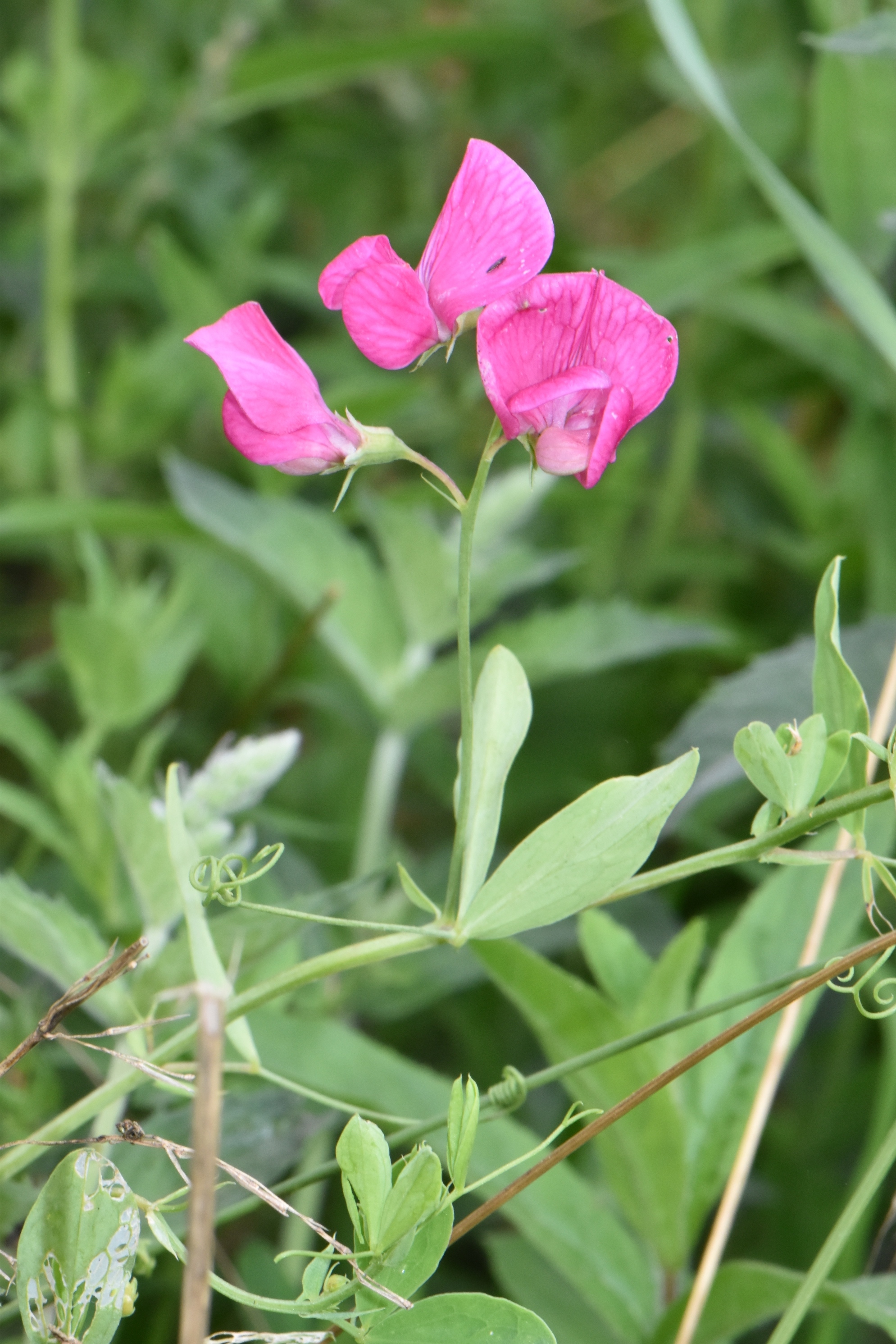 Fabaceae Phaseolus 