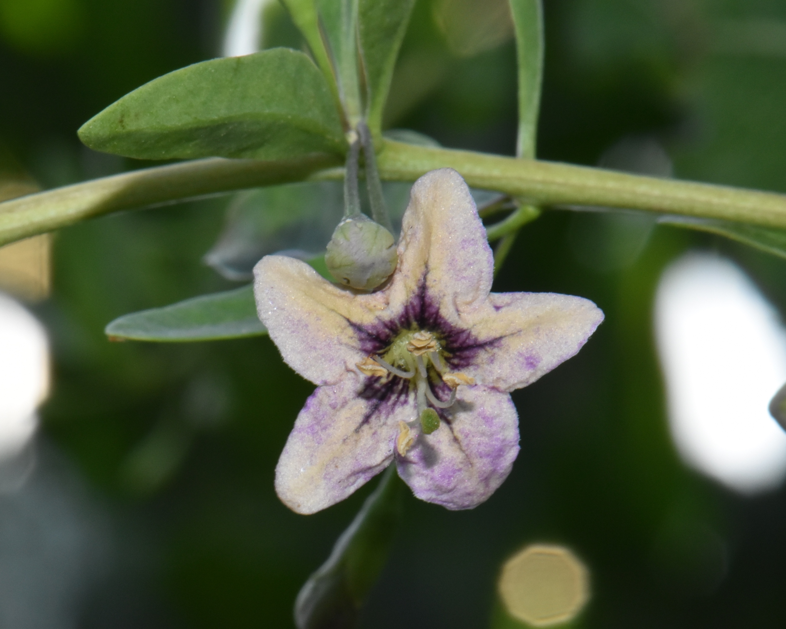 Solanaceae Lycium europaeum