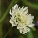 image of Scabiosa 