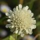 image of Scabiosa 