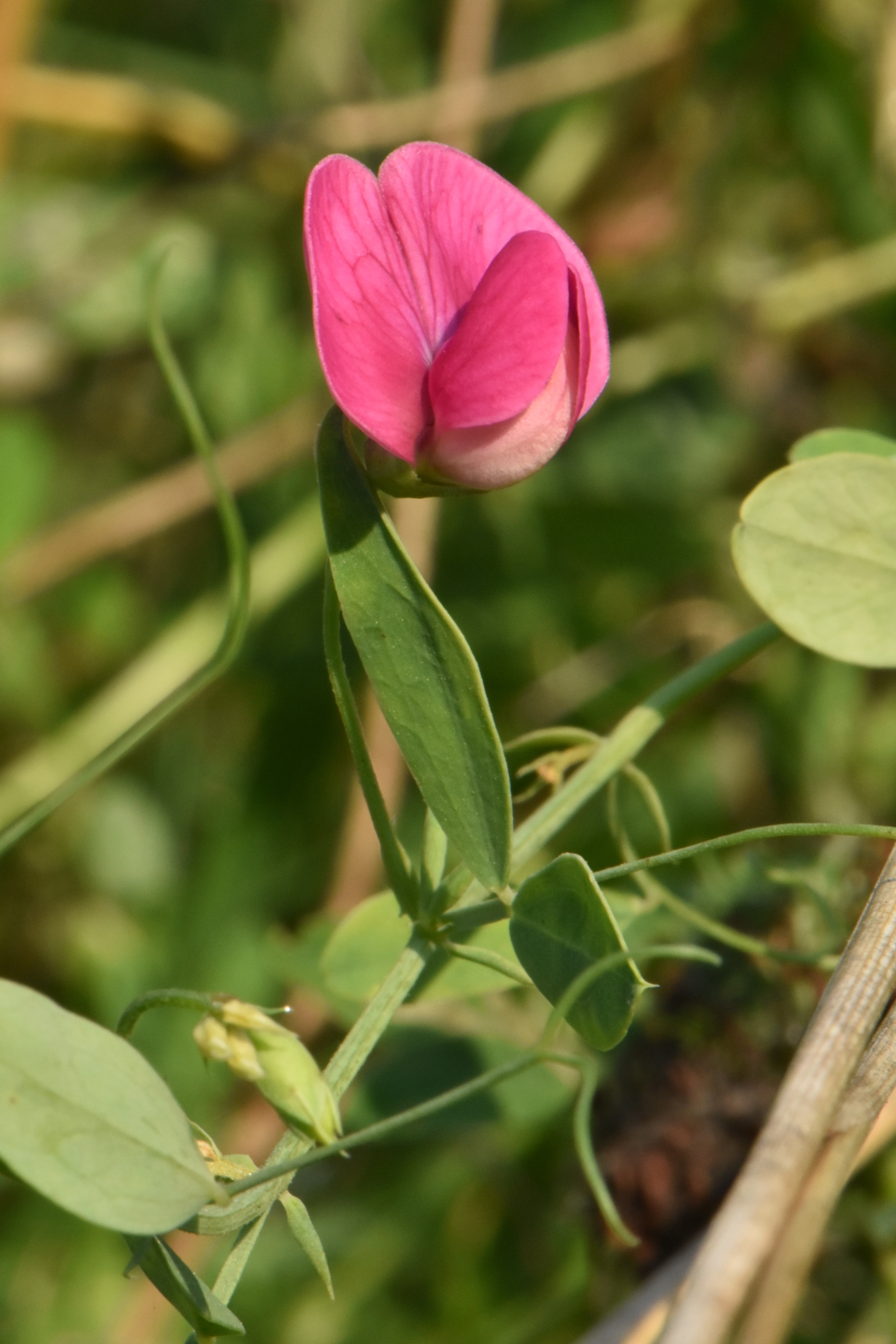 Fabaceae Phaseolus 