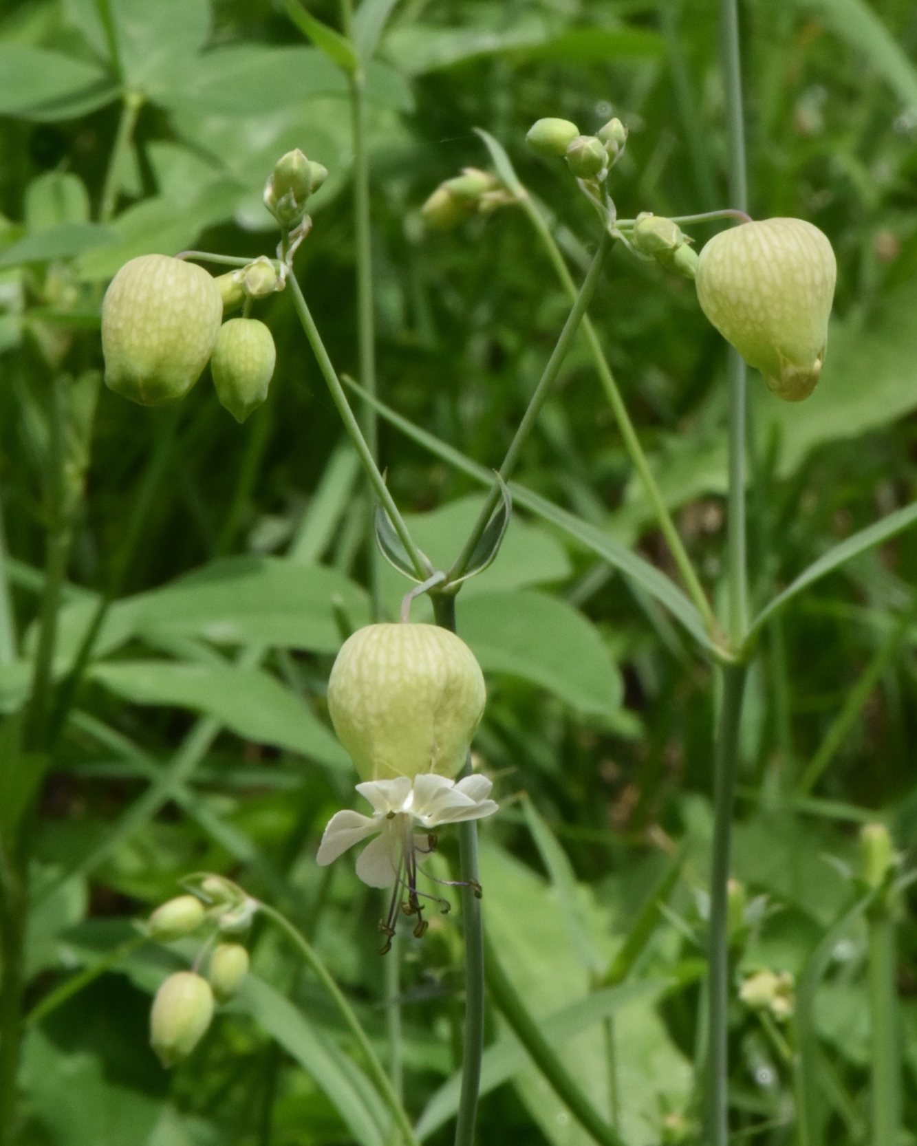 Caryophyllaceae Silene 